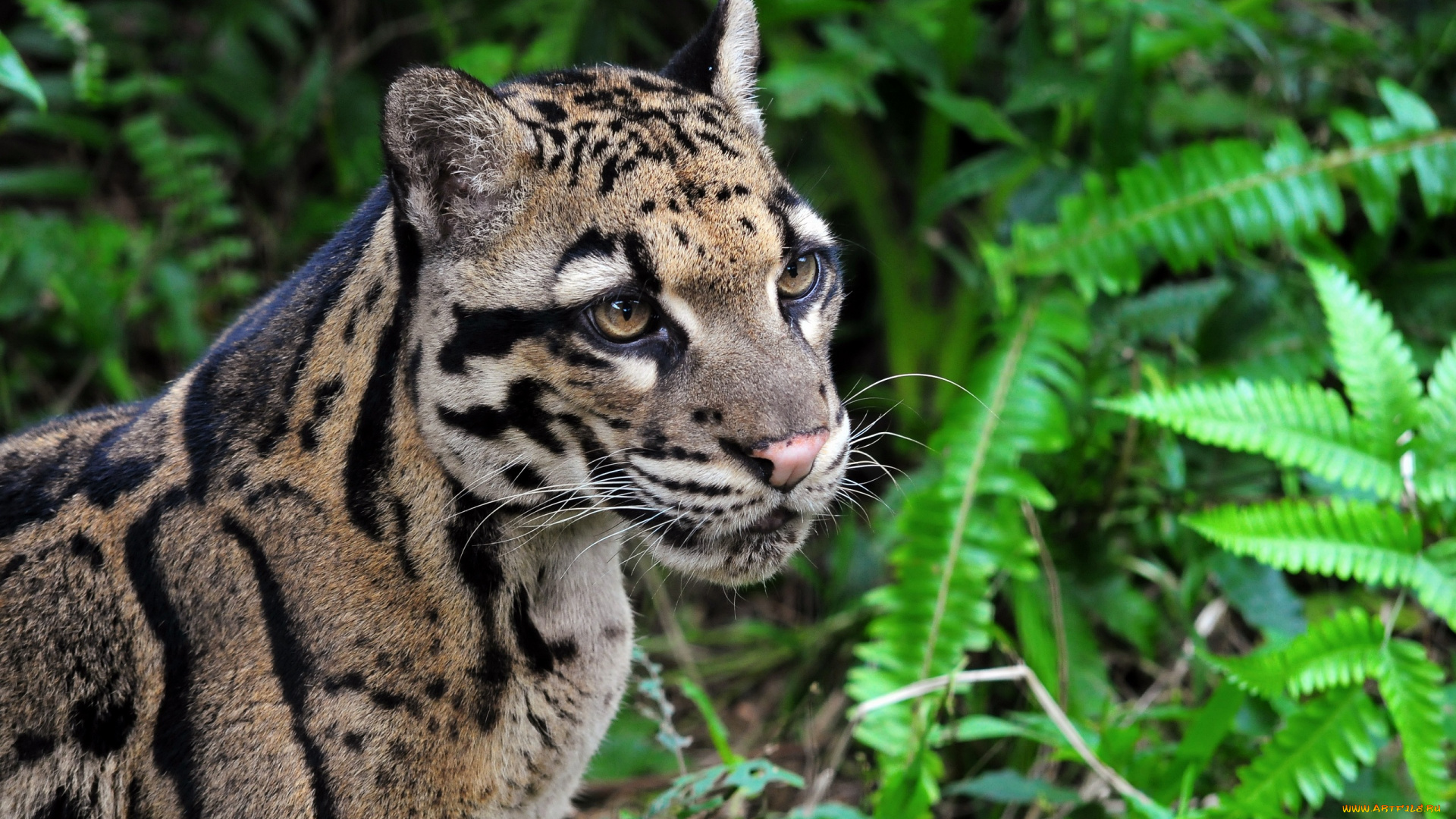 животные, леопарды, дымчатый, леопард