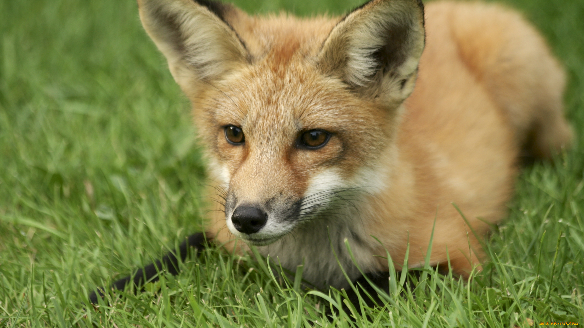 животные, лисы, лисичка, трава