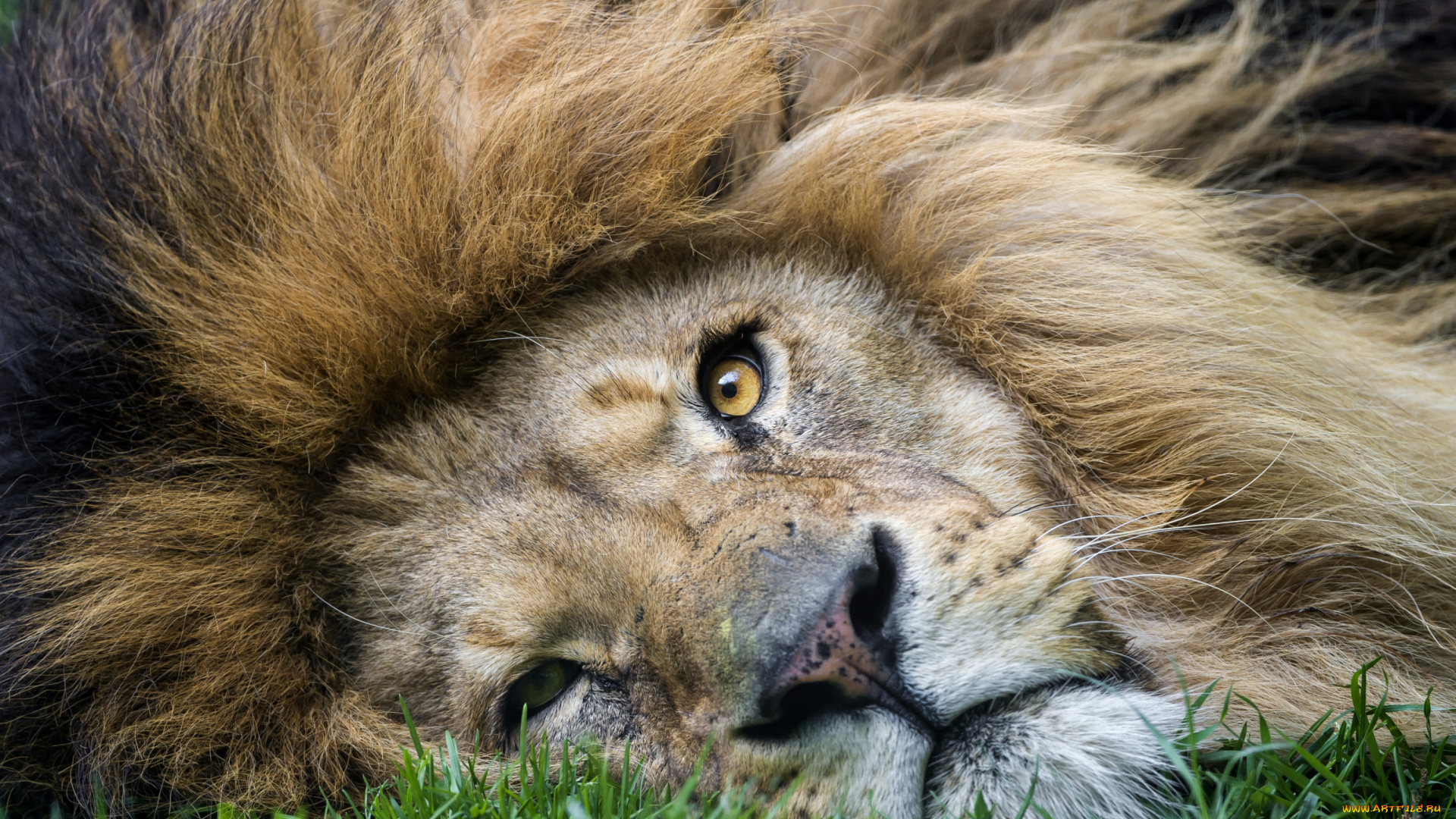 животные, львы, грива, царь