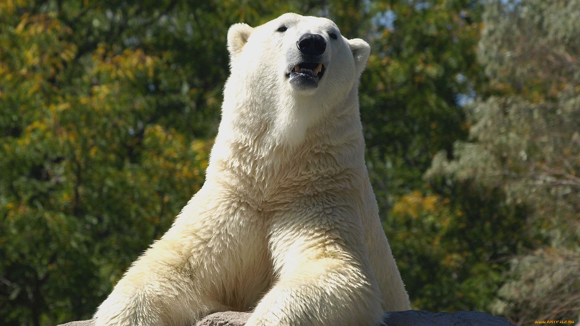животные, медведи, белый, медведь