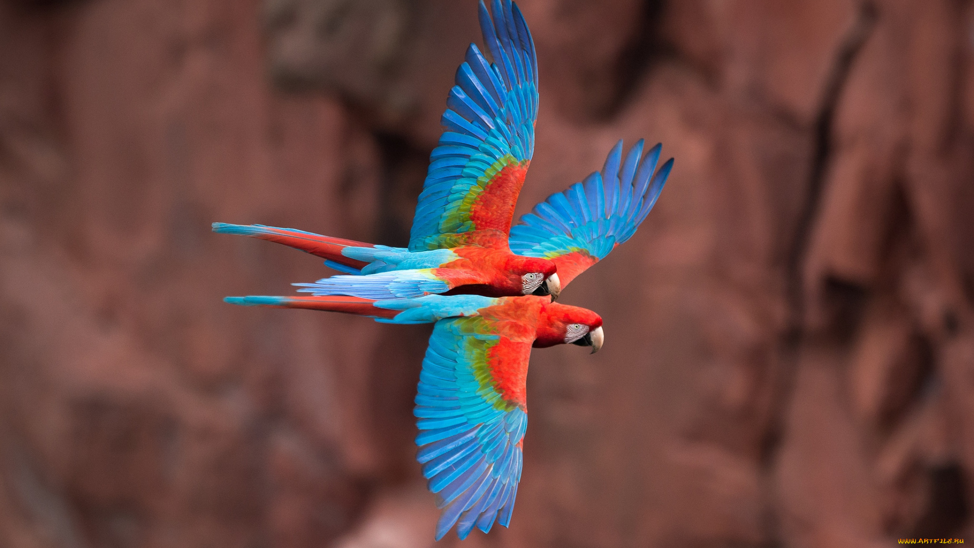 животные, попугаи, полет, ара