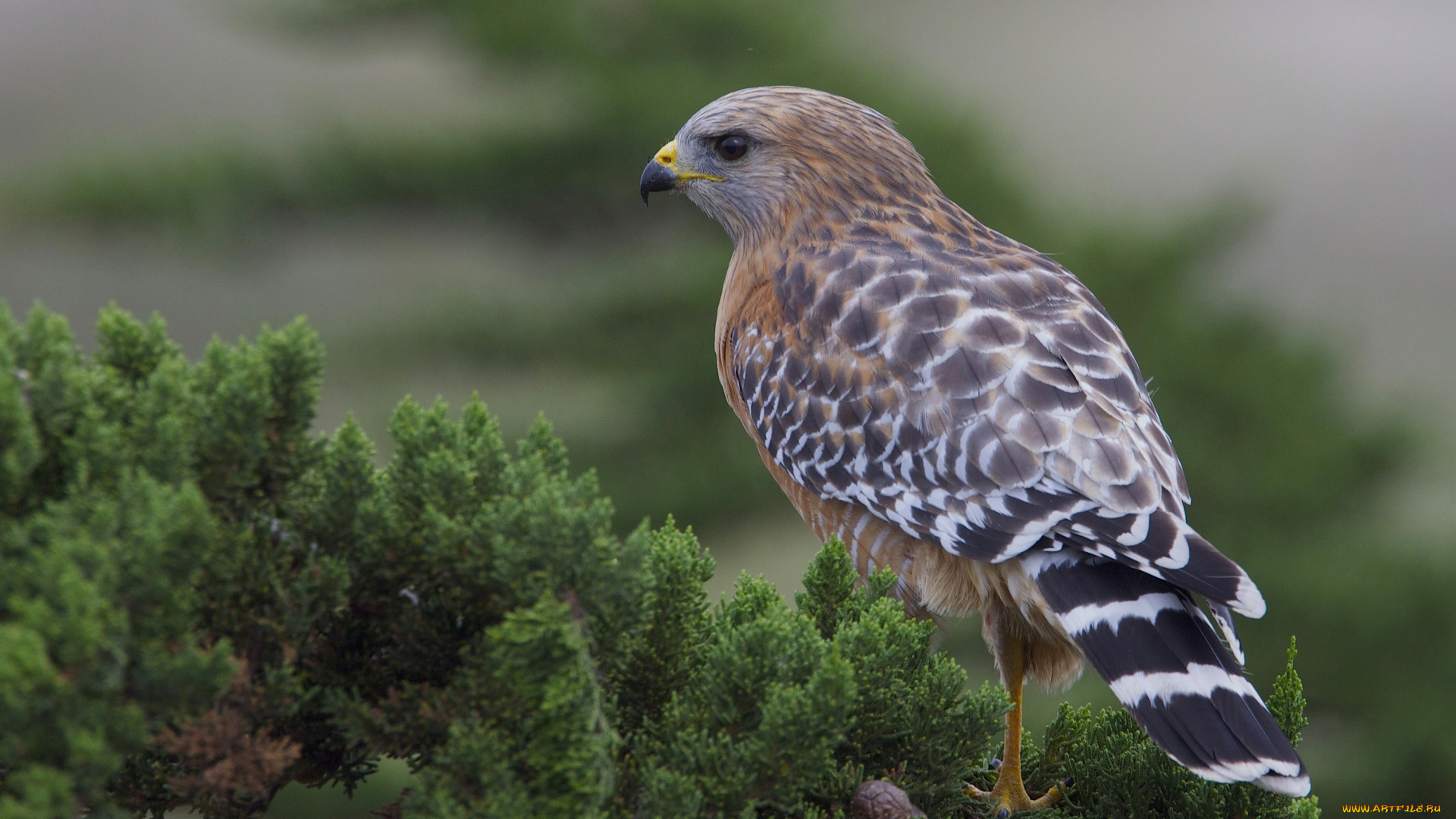 животные, птицы, хищники, красноплечий, канюк, ветка, ястреб