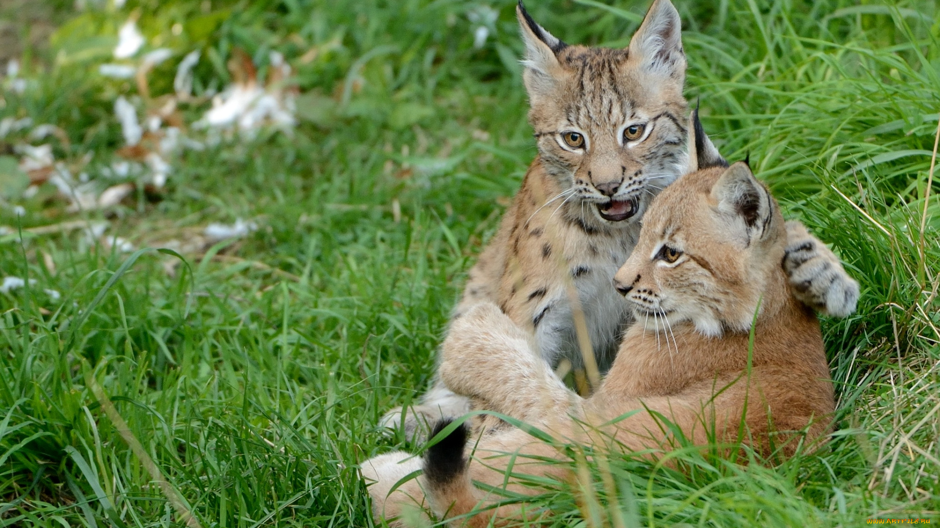 животные, рыси, евразийская, рысь, парочка, малыши