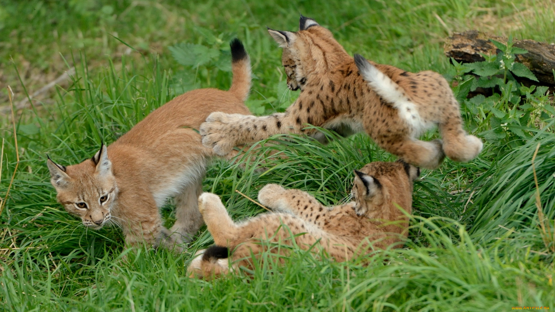 животные, рыси, игра, евразийская, рысь, трио