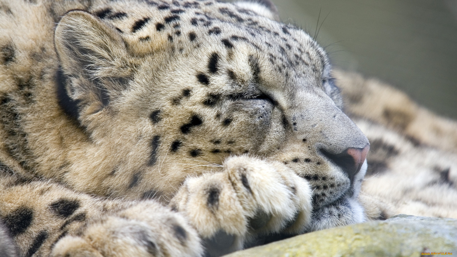 животные, снежный, барс, ирбис, сон, отдых, морда