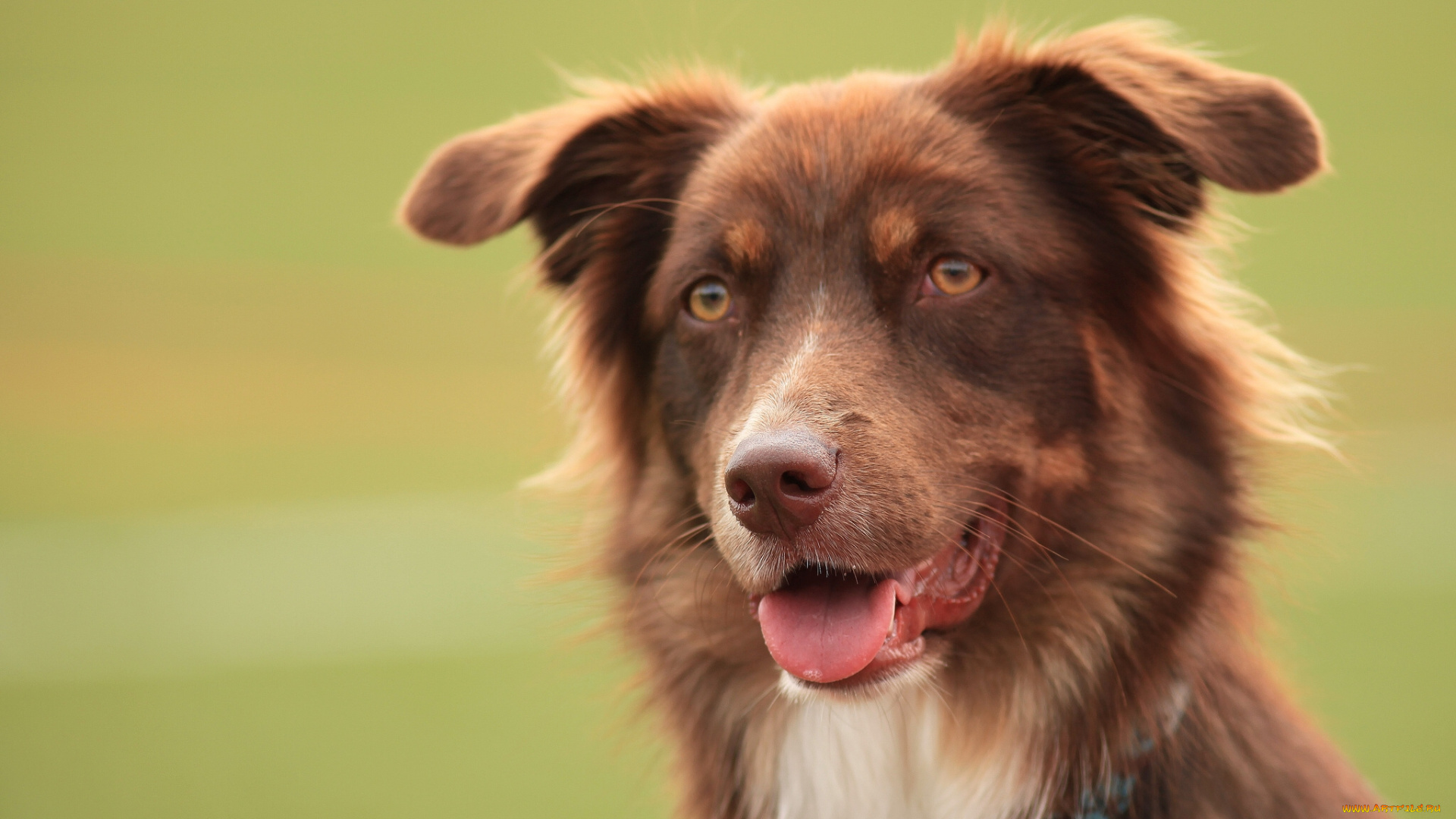 животные, собаки, австралийская, овчарка, морда, язык