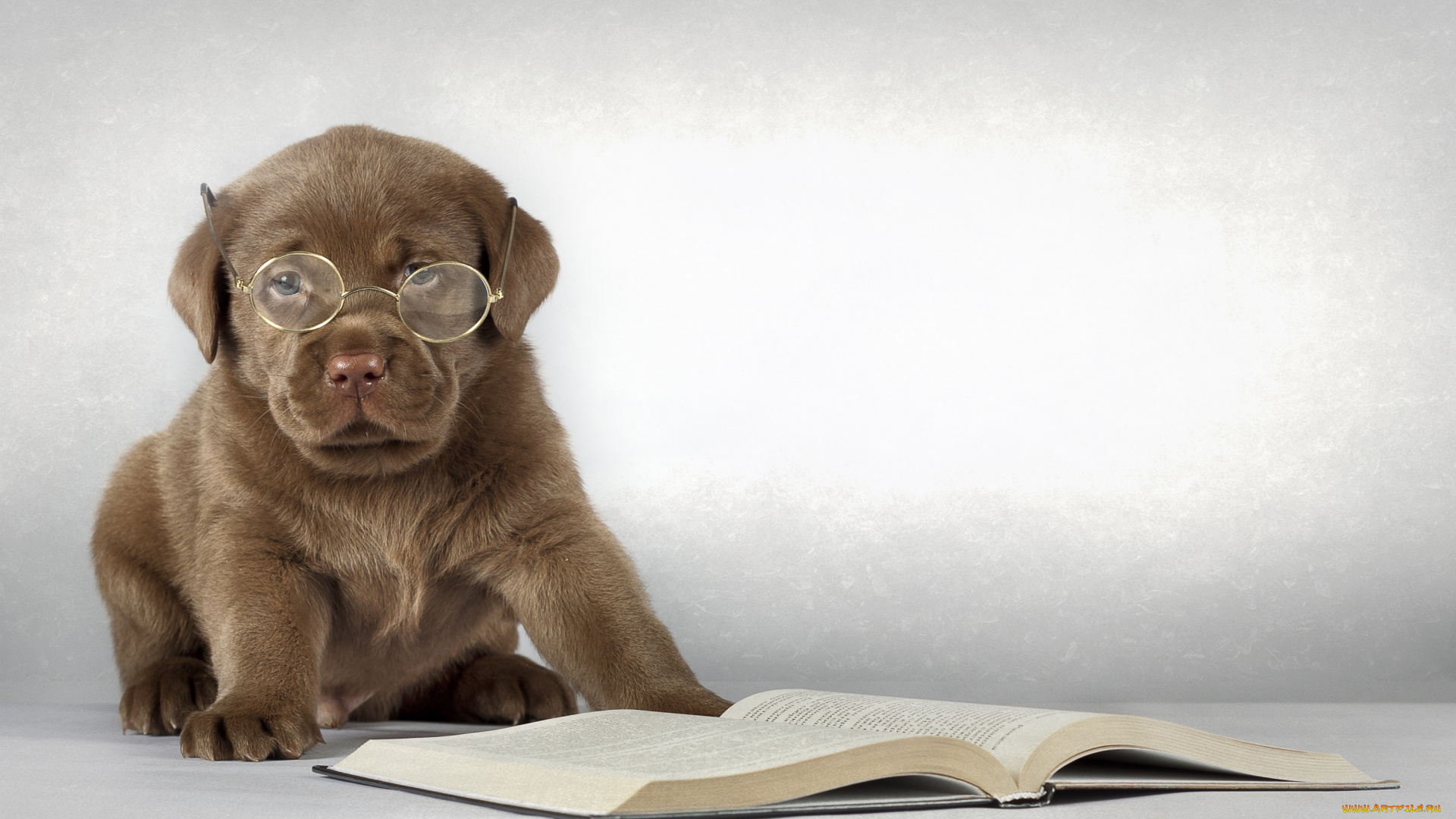 животные, собаки, лабрадор, щенок, очки, книга