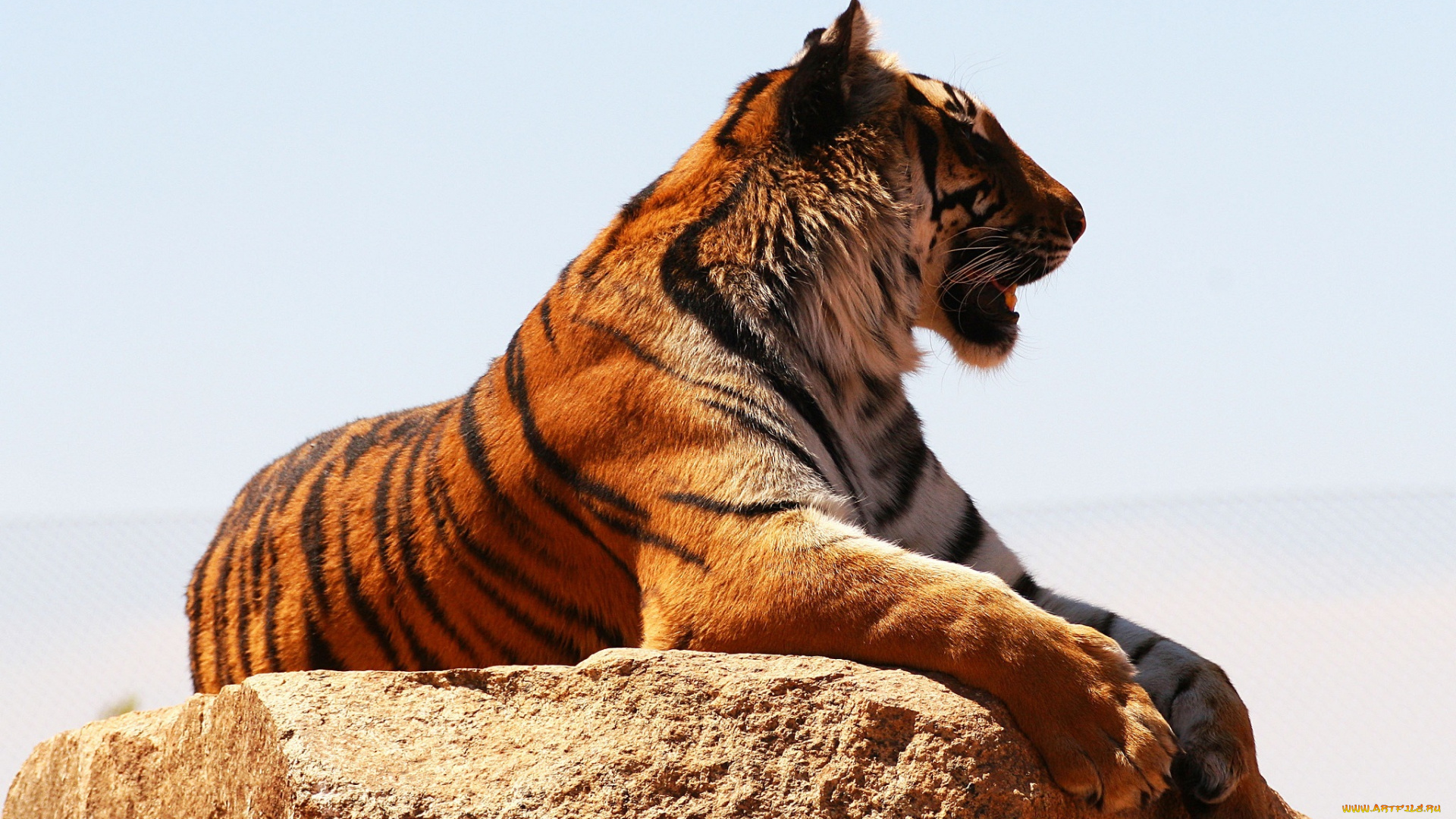 животные, тигры, отдых, профиль, тигр