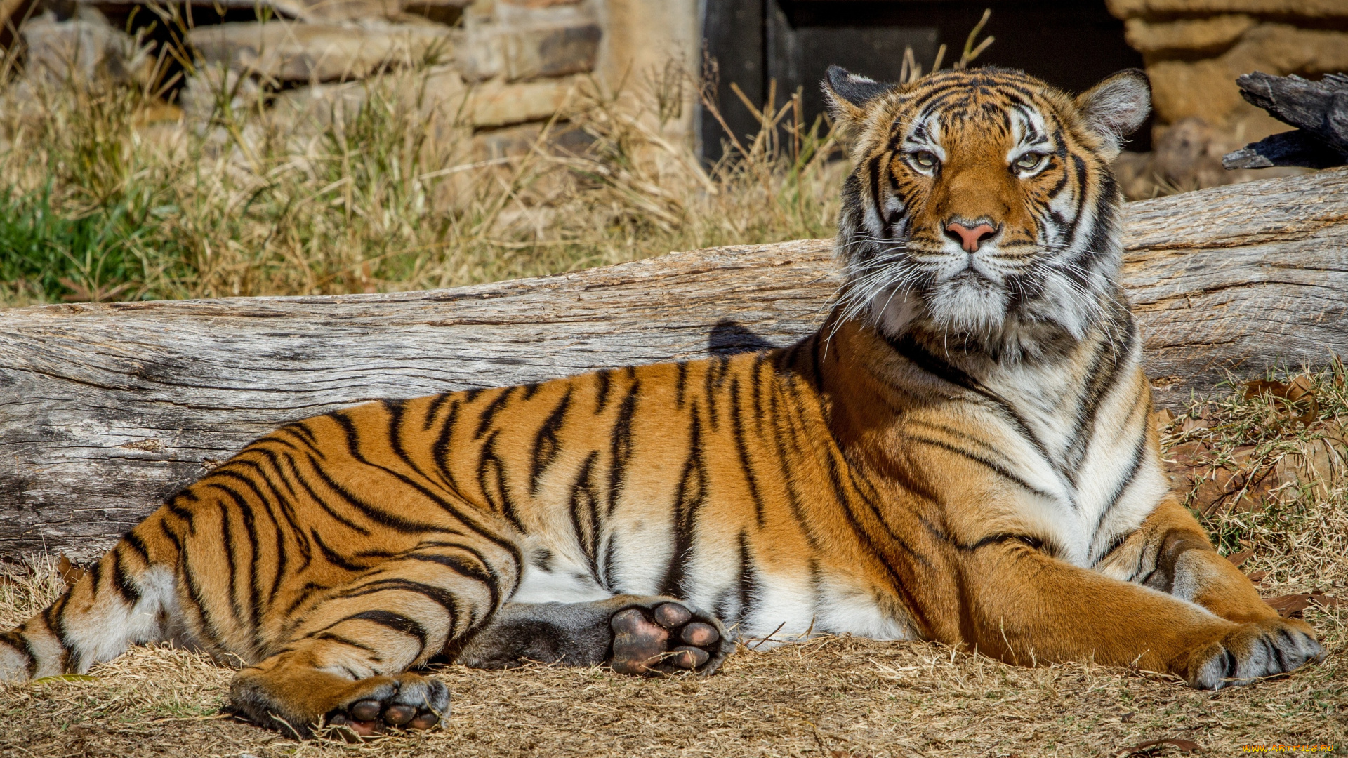 животные, тигры, тигр, отдых