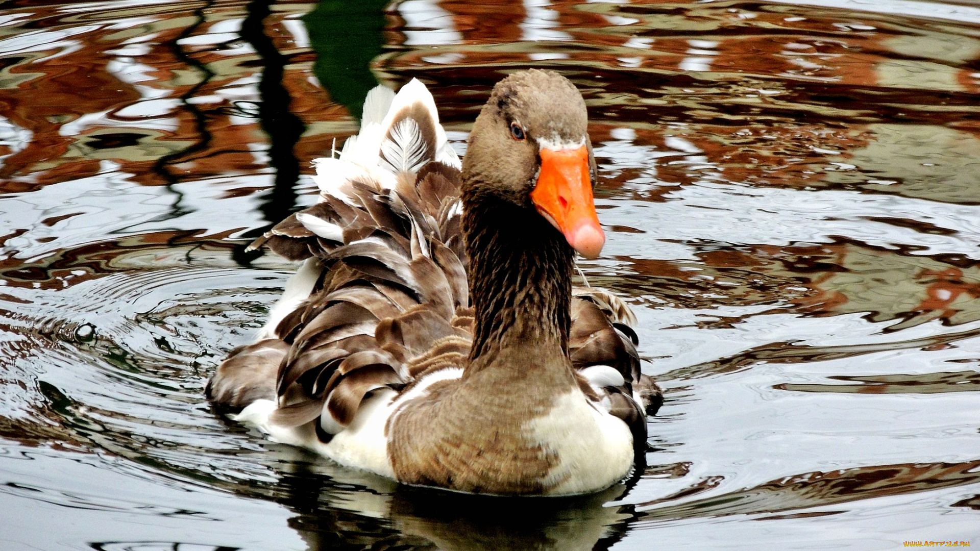 животные, утки, вода, утка