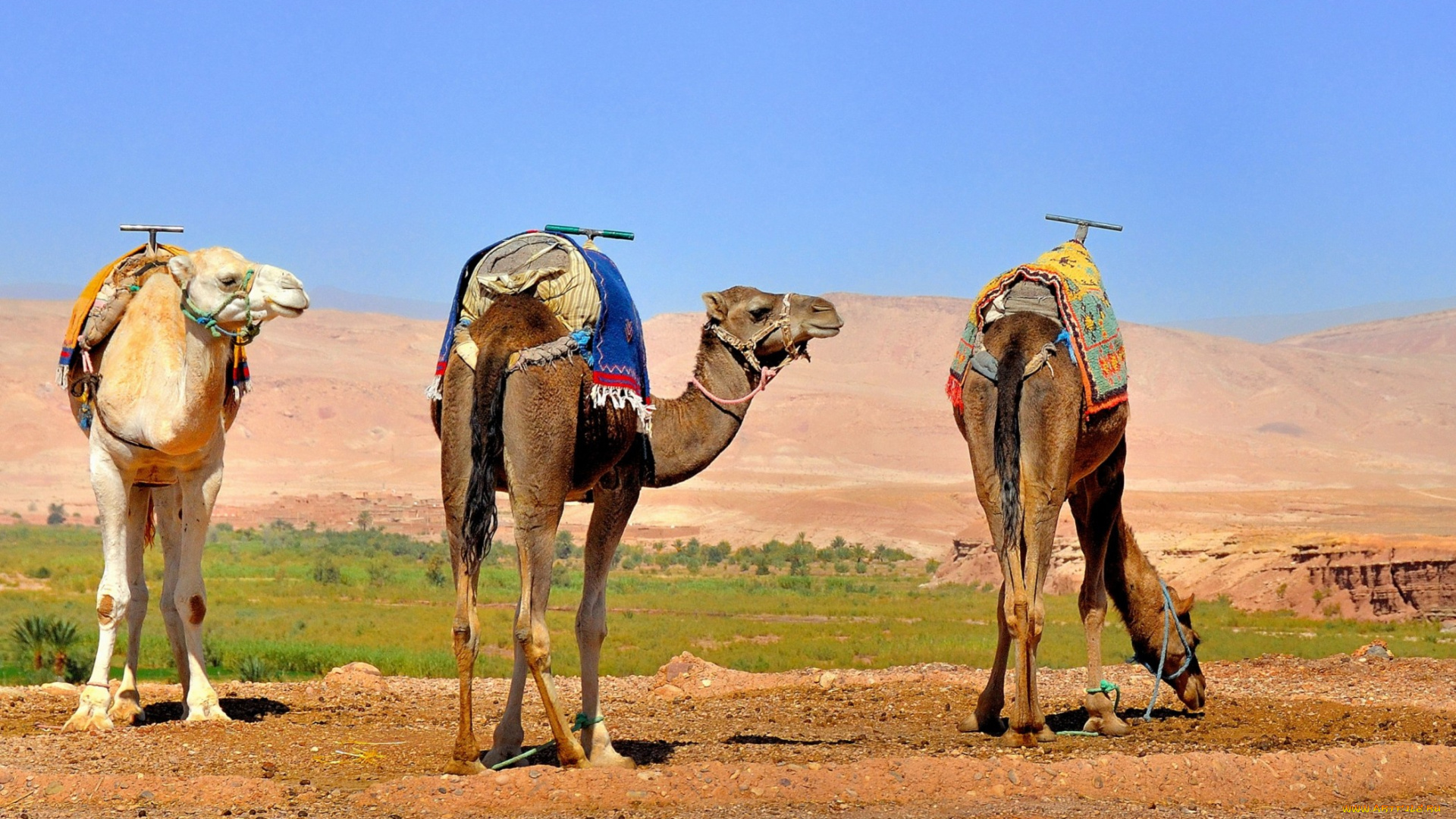 животные, верблюды, упряж, пустыня