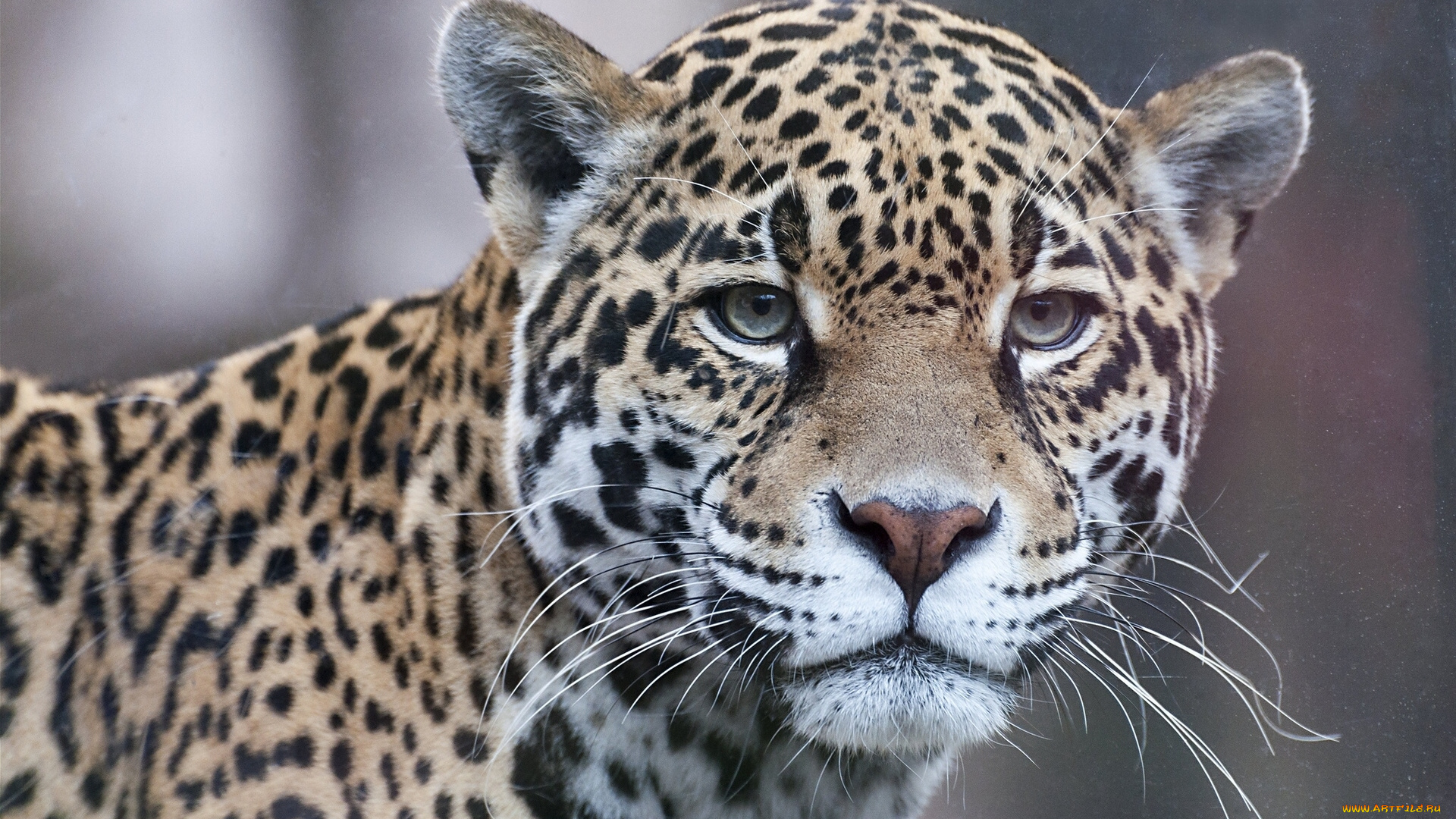 животные, Ягуары, взгляд