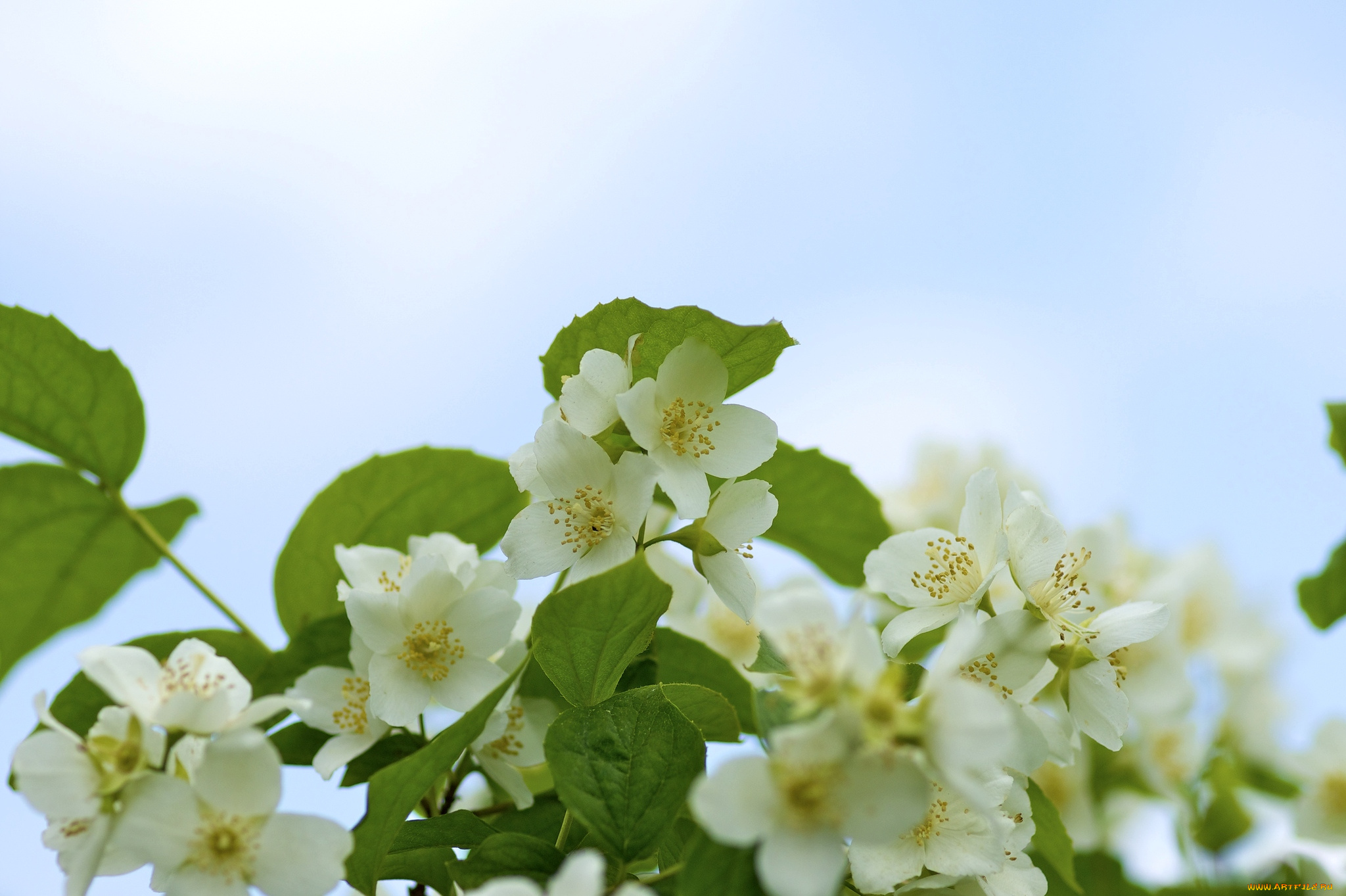 цветы, жасмин, куст