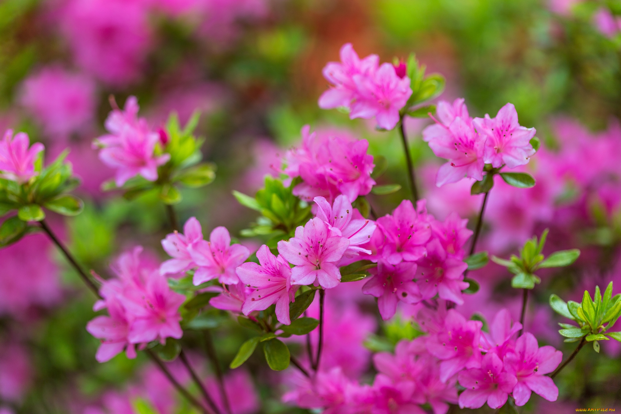 цветы, рододендроны, азалии, розовый