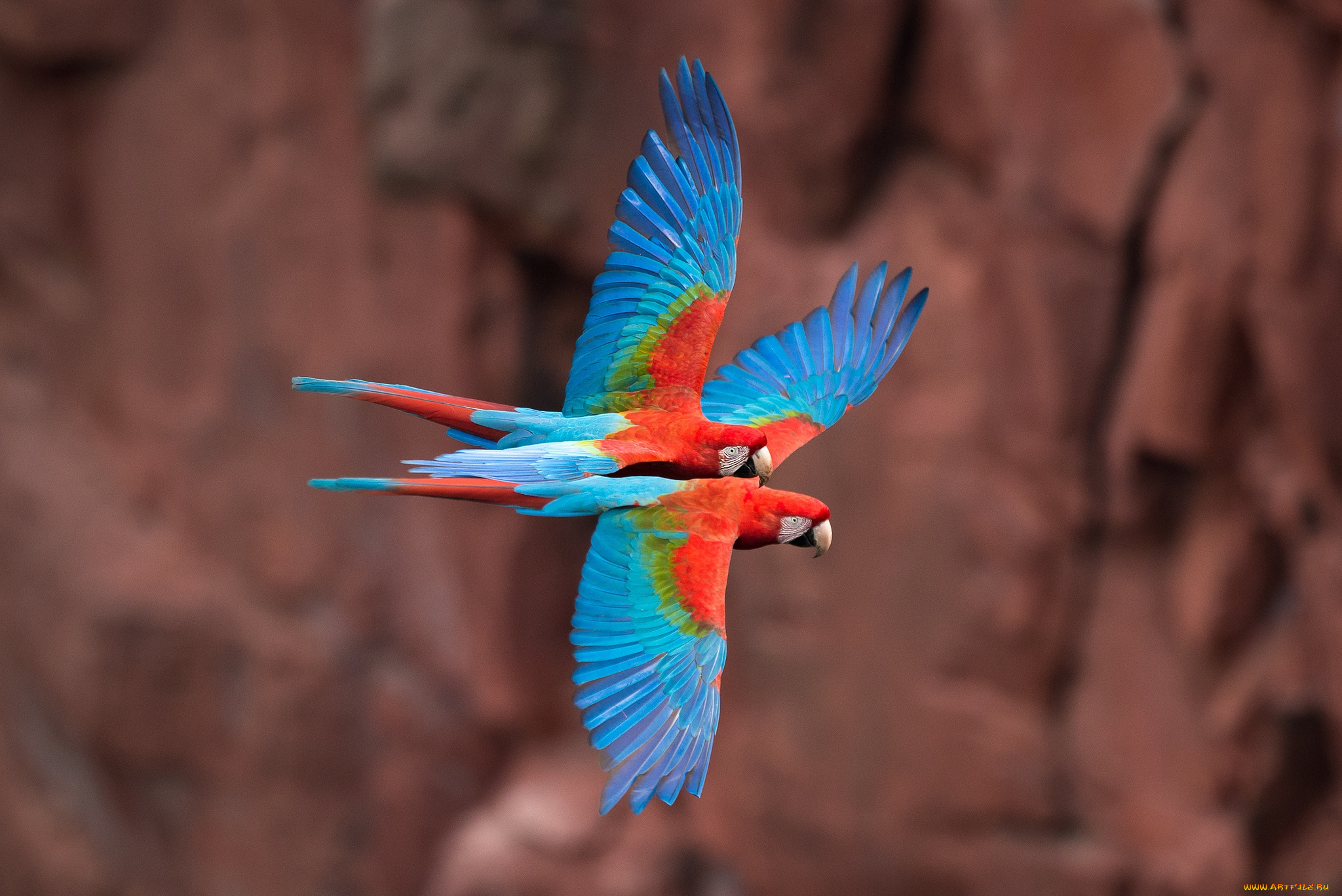 животные, попугаи, полет, ара