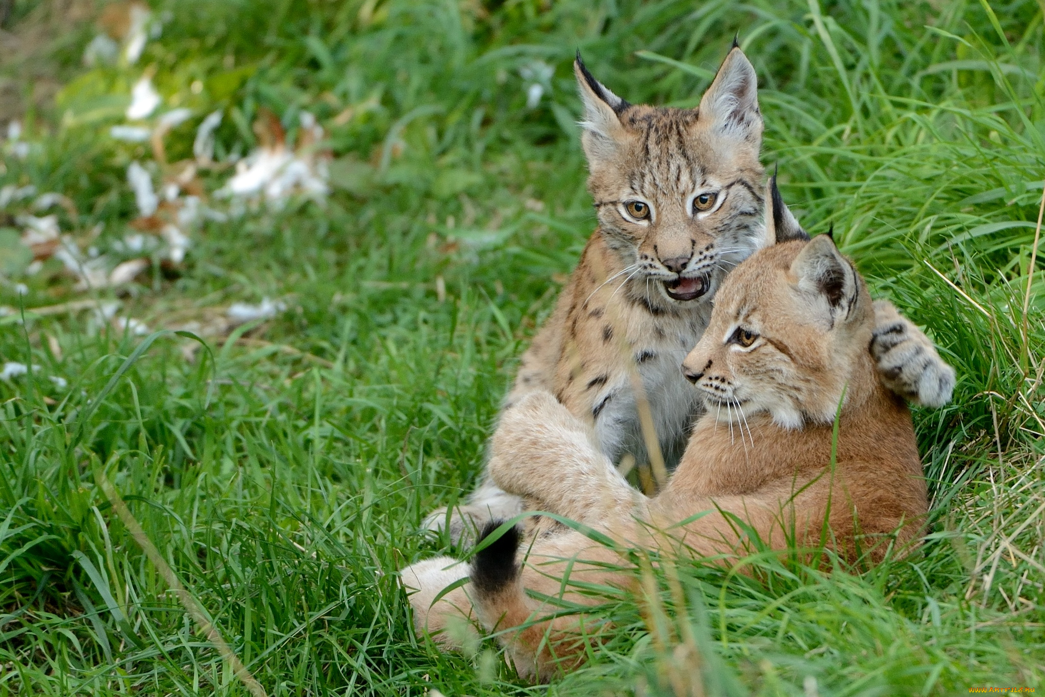 животные, рыси, евразийская, рысь, парочка, малыши