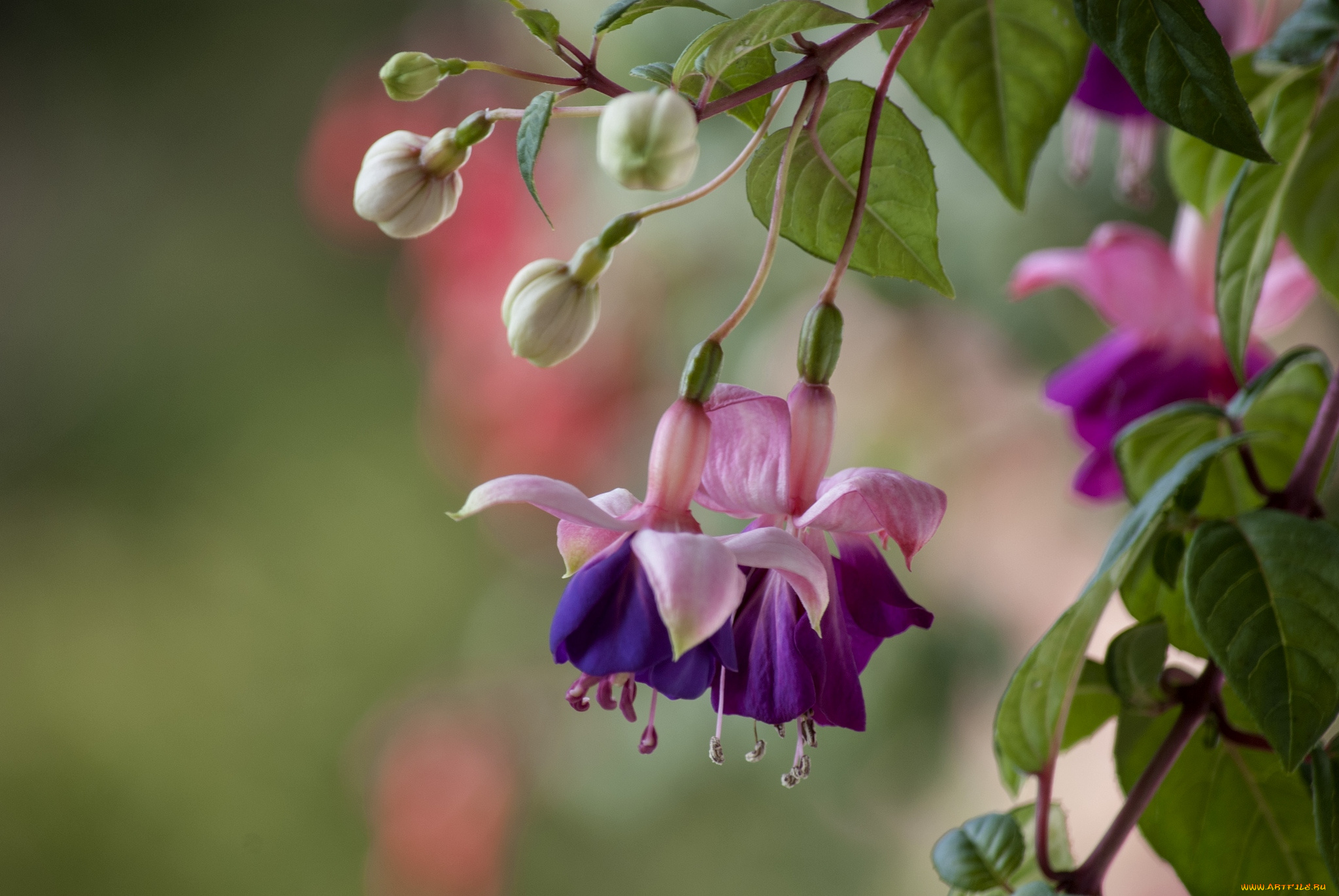 цветы, фуксия