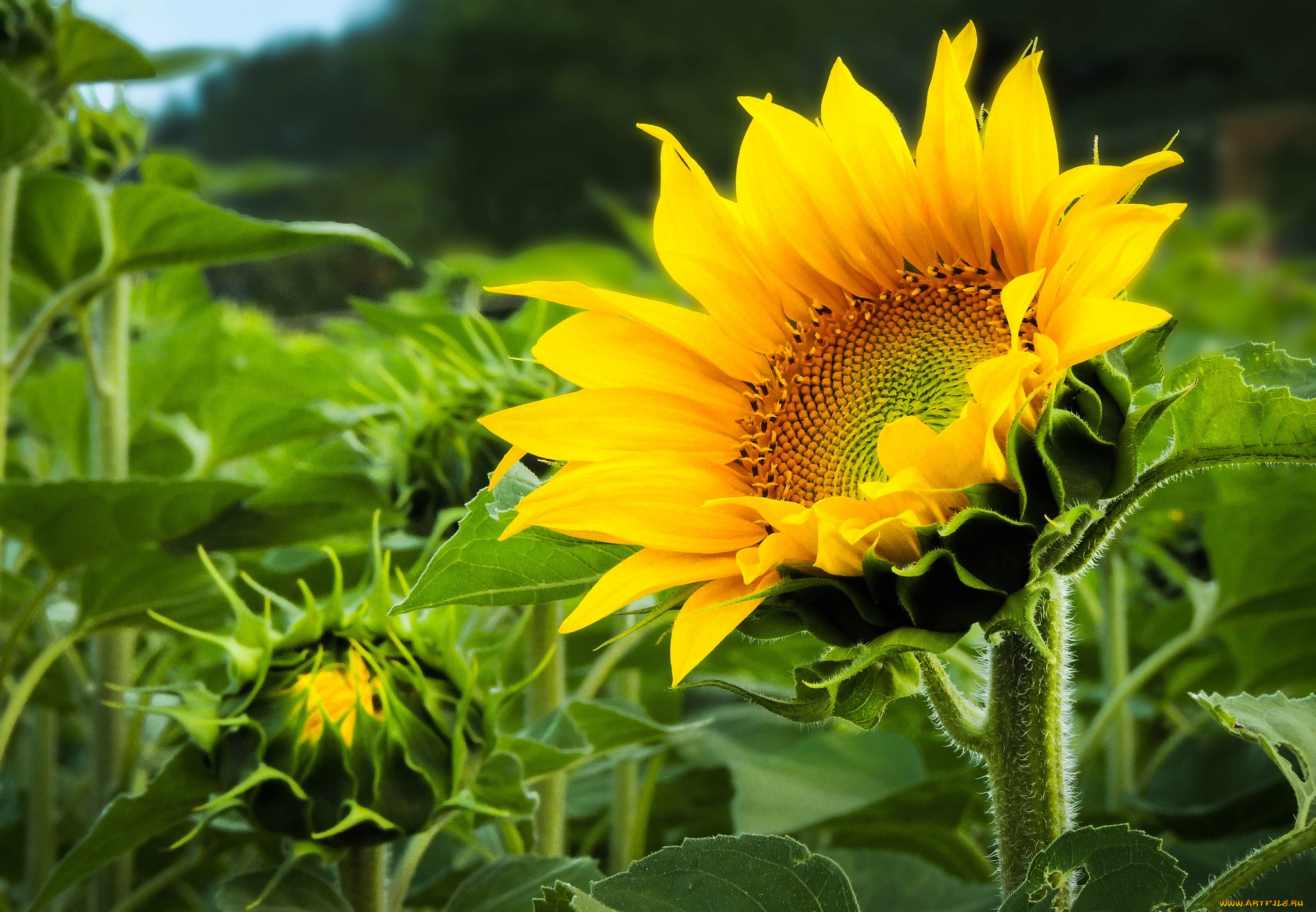 цветы, подсолнухи, желтый