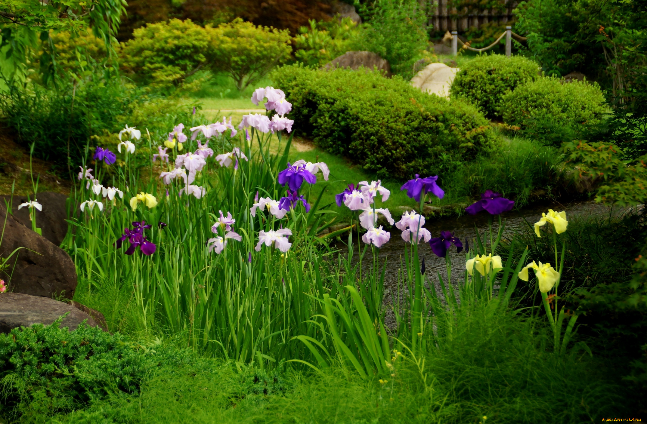 цветы, ирисы, японские