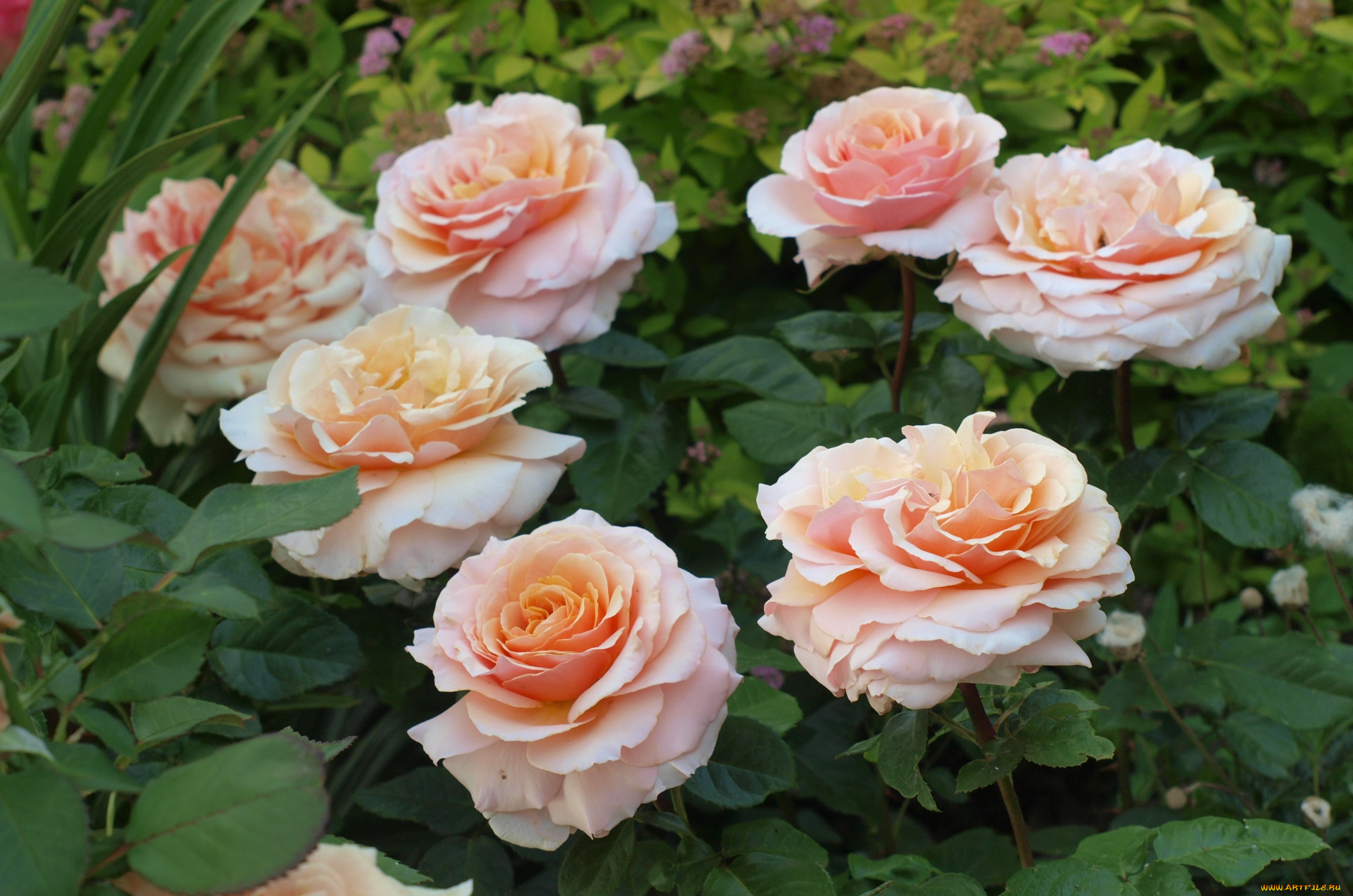 цветы, розы, розовый