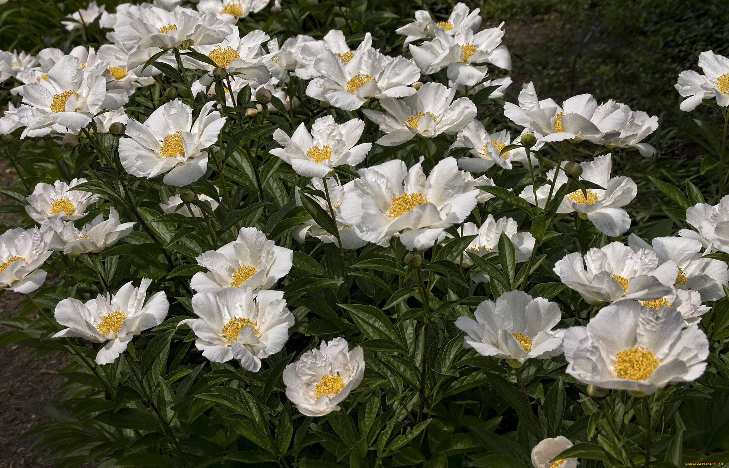 цветы, пионы, белый