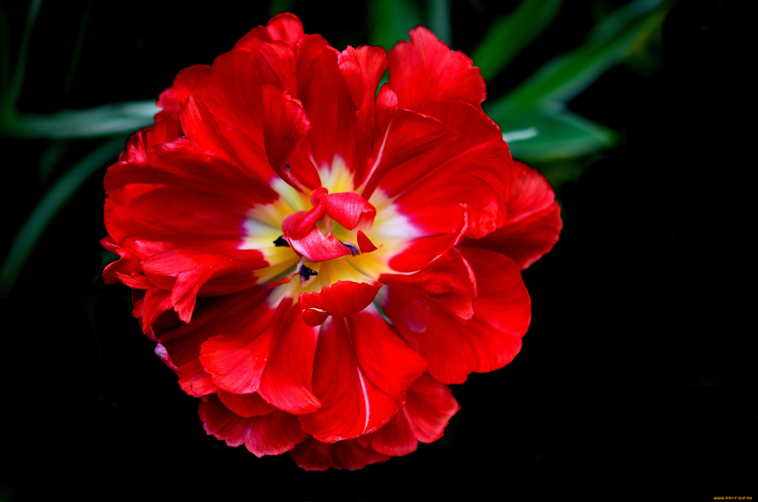 цветы, тюльпаны, макро, лепестки