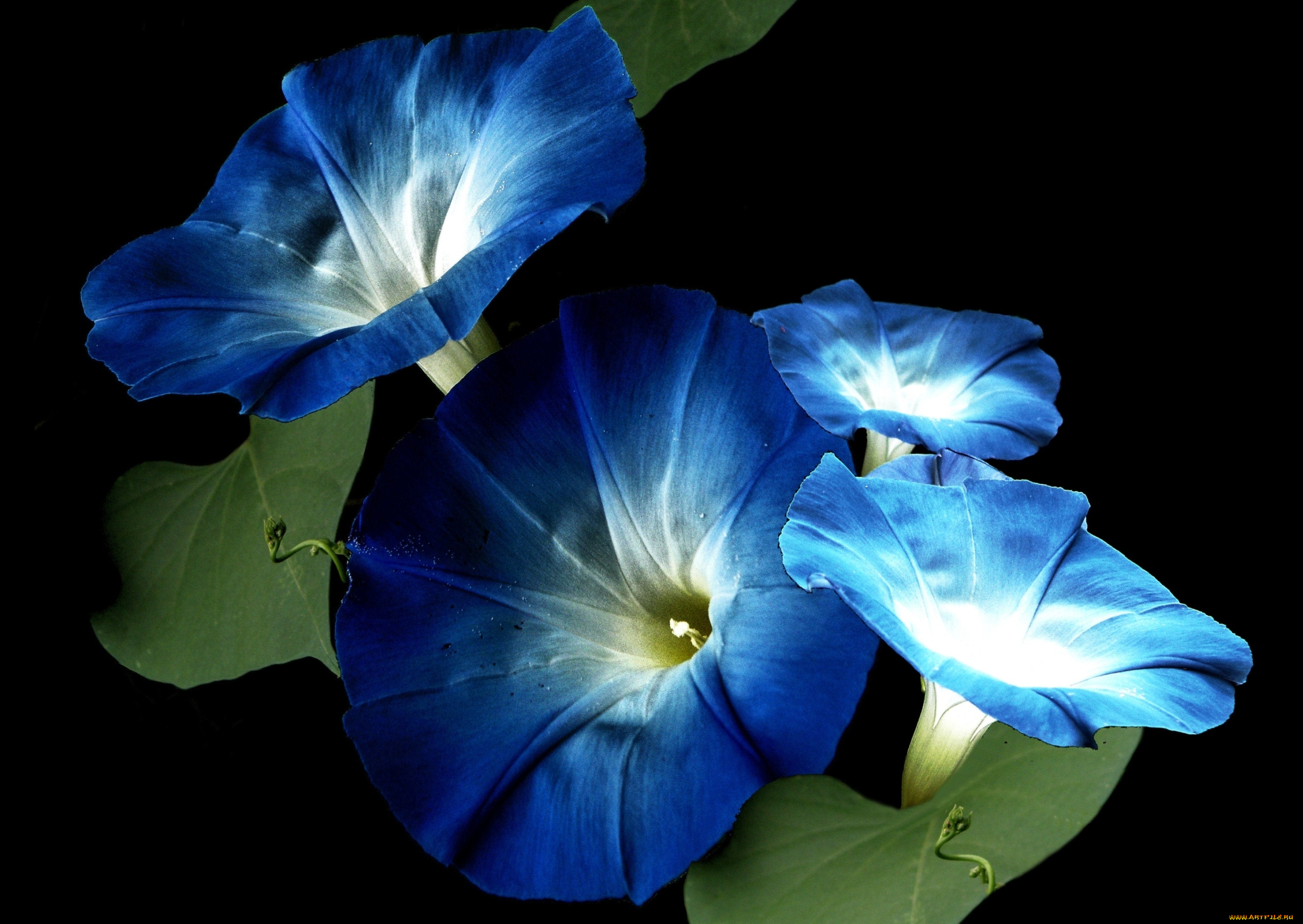 цветы, вьюнки, ипомеи, макро