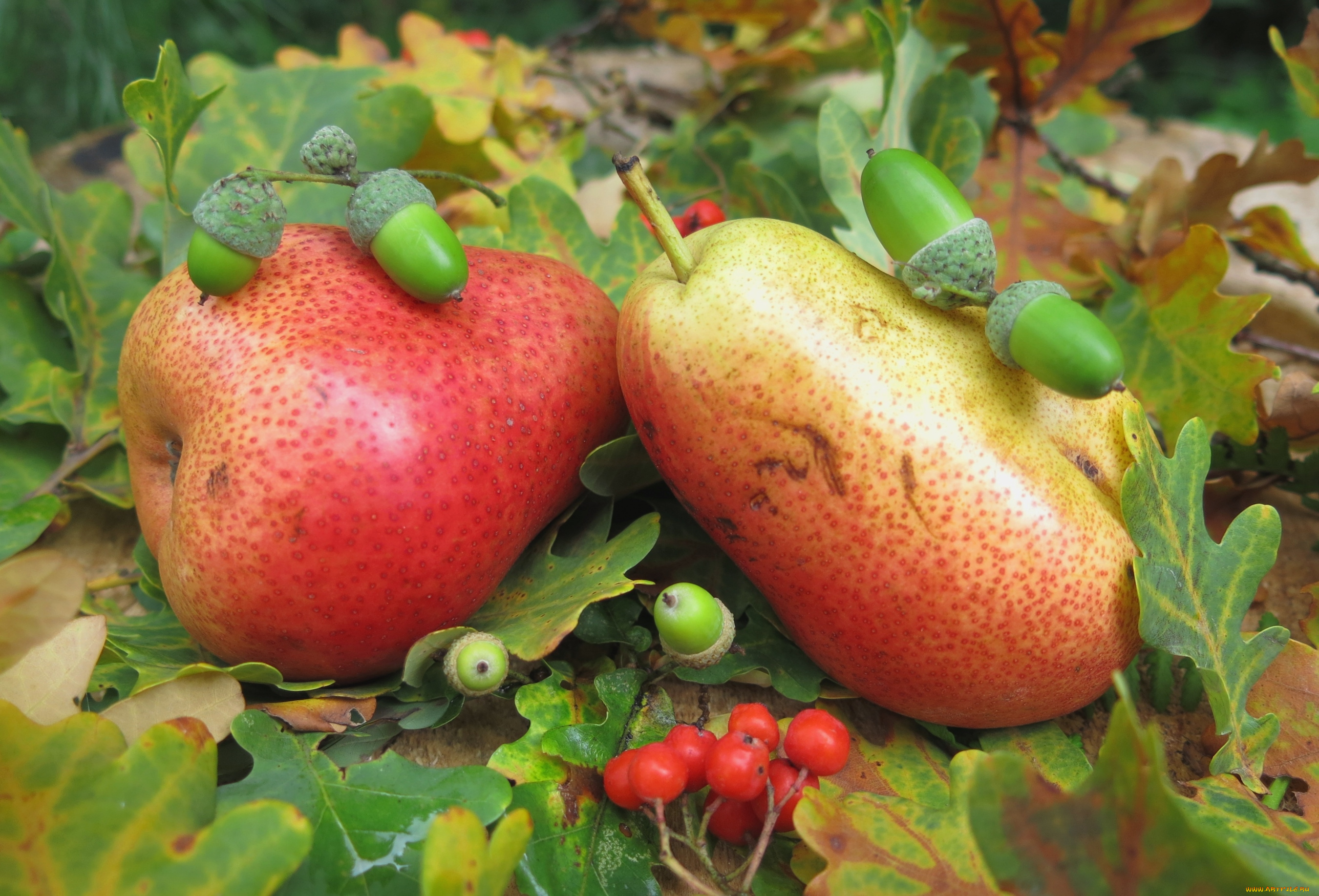 еда, груши, рябина, жолуди, плоды