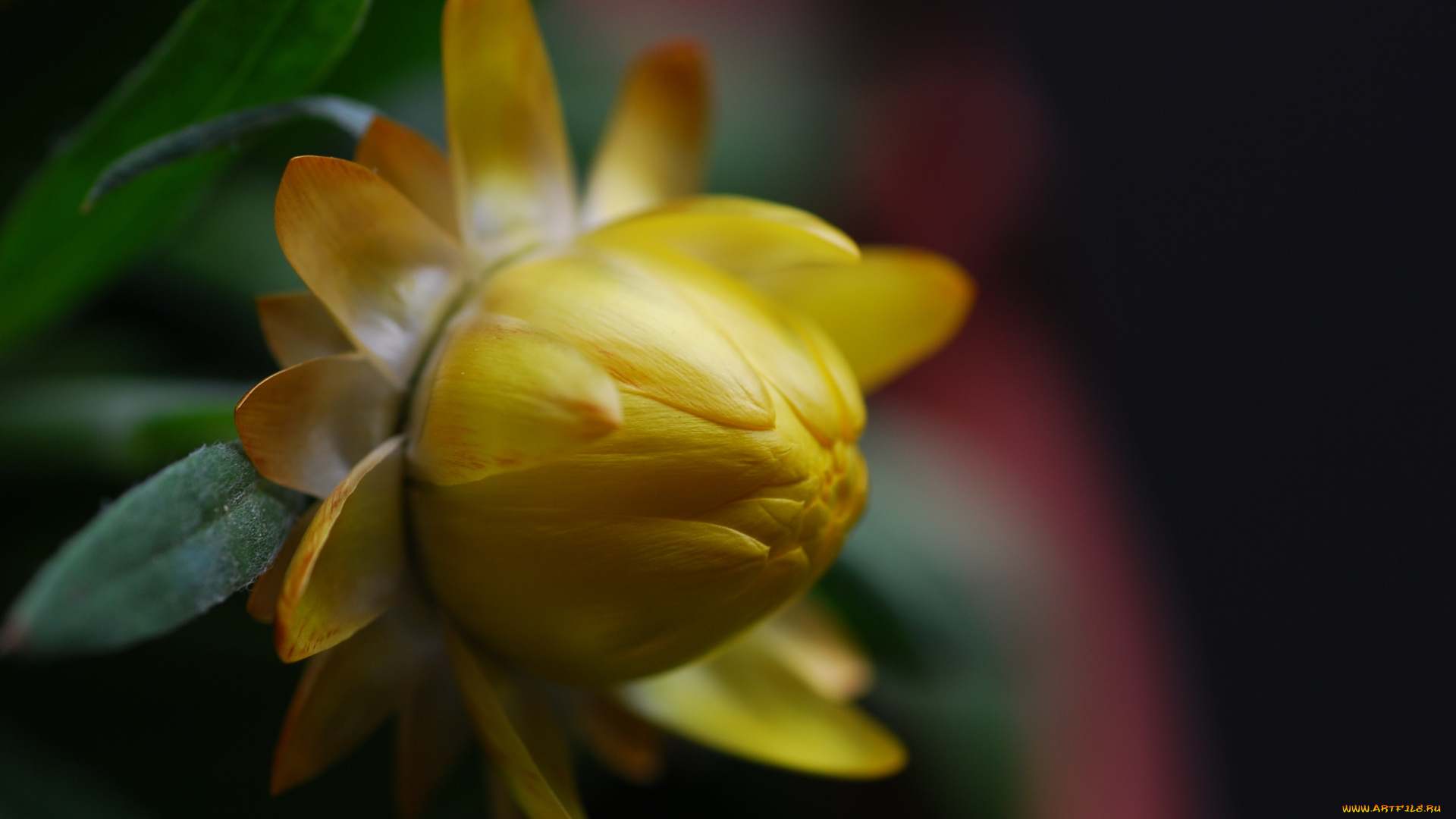 цветы, бессмертник, цветение, immortelle