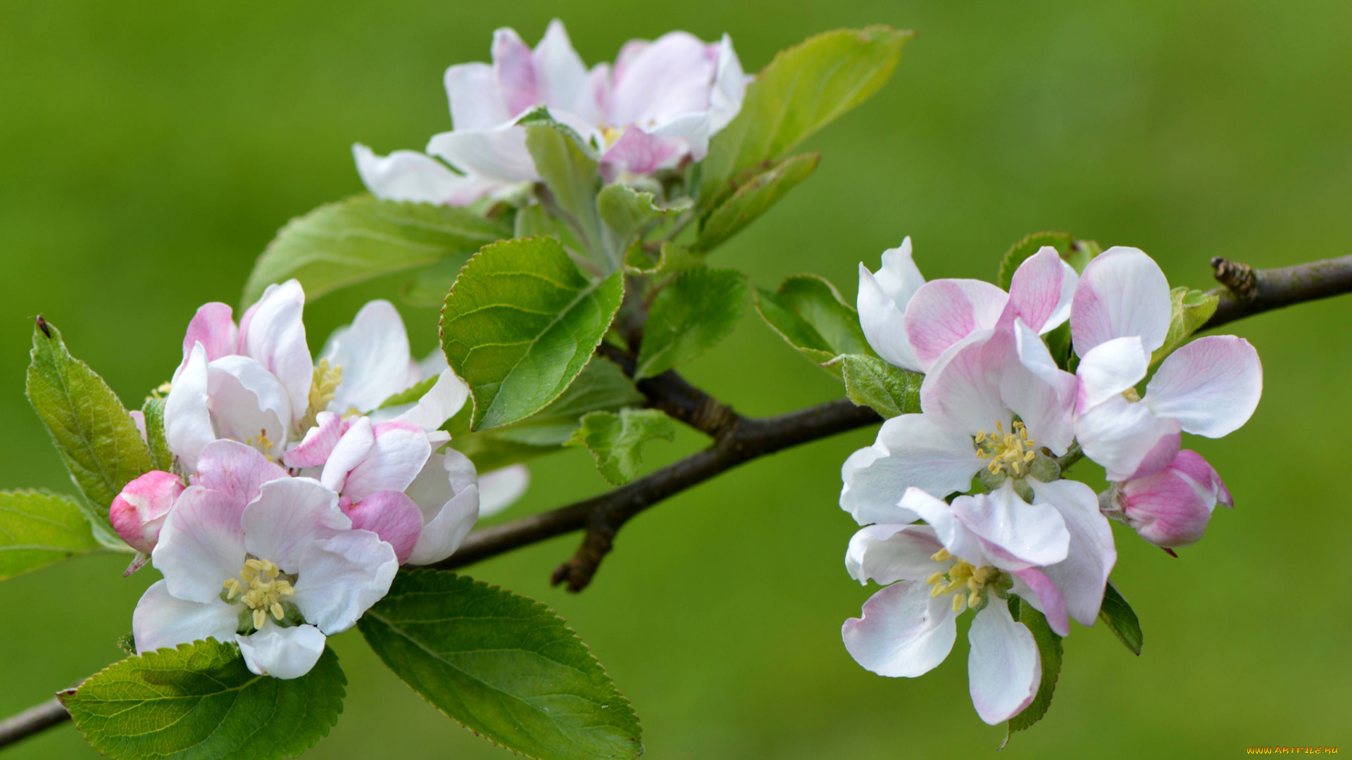 цветы, цветущие, деревья, , , кустарники, apple, flowers, листья, ветка, leaves, branch, яблони