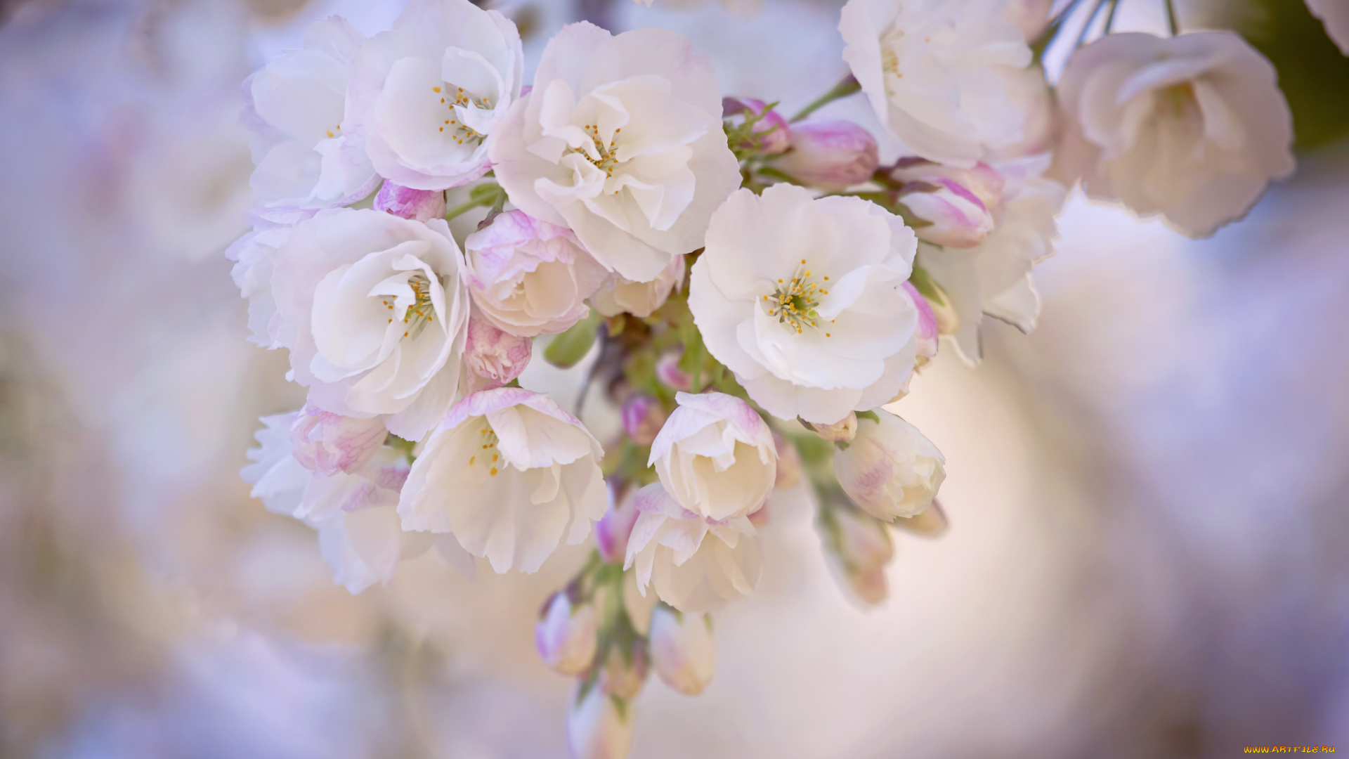 цветы, цветущие, деревья, , , кустарники, дерево, ветки, листья