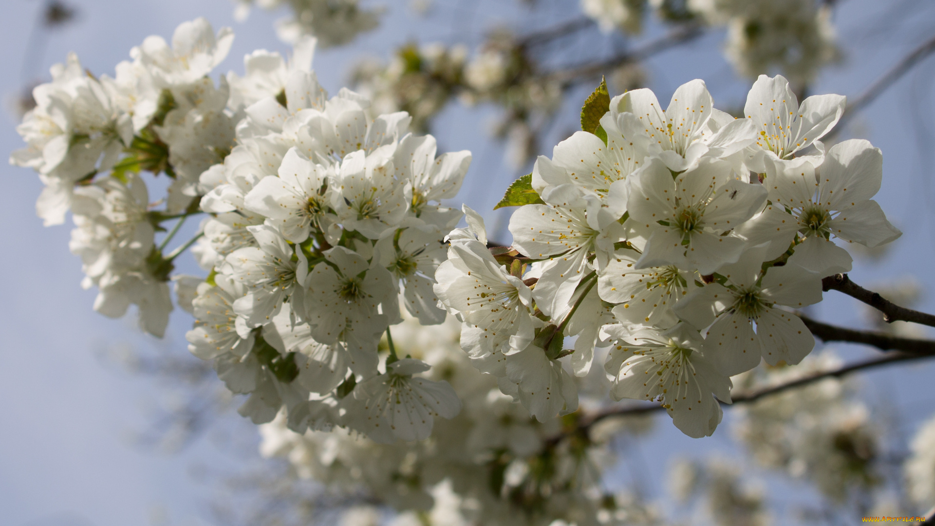 цветы, цветущие, деревья, , , кустарники, ветка