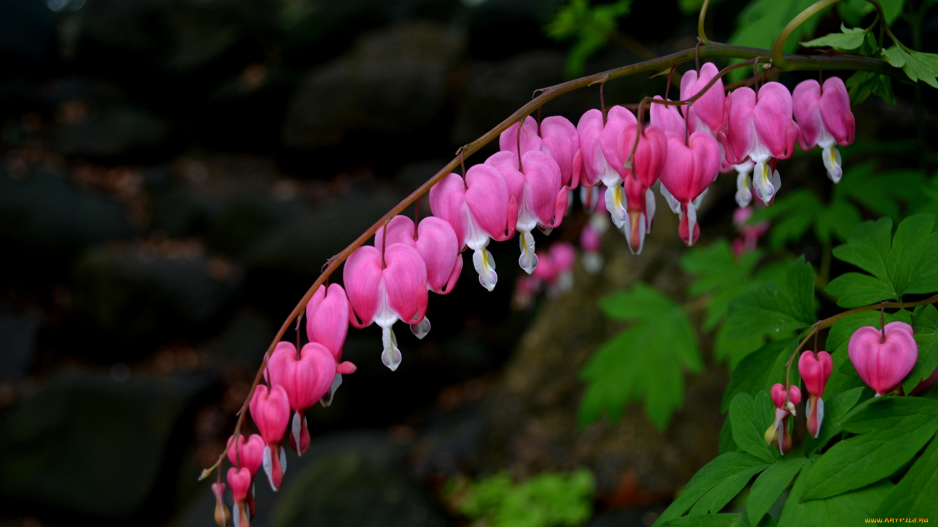 цветы, дицентра, , разбитое, сердце, разбитое, сердце, цветение