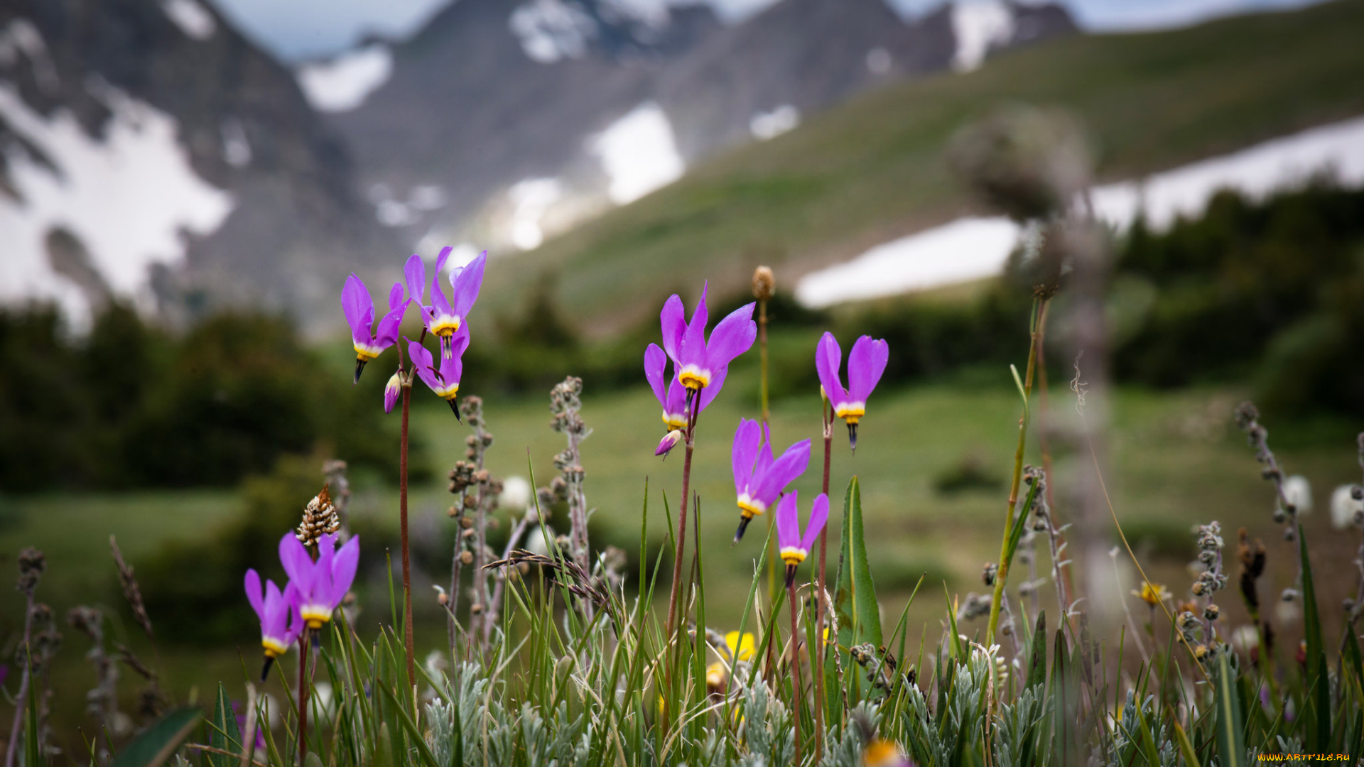 цветы, додекатеон, , дряквенник, додекатеон, цветение, природа, горы