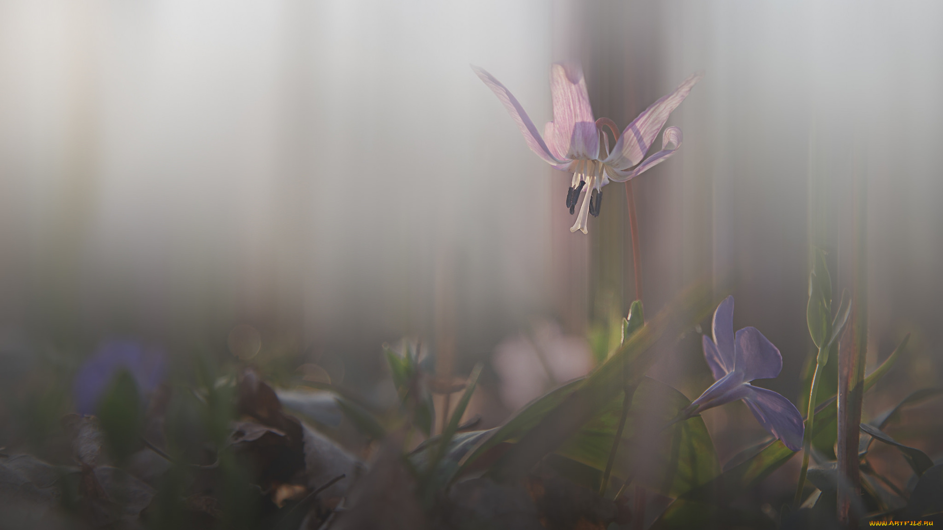 цветы, додекатеон, , дряквенник, додекатеон, природа, цветение, лес