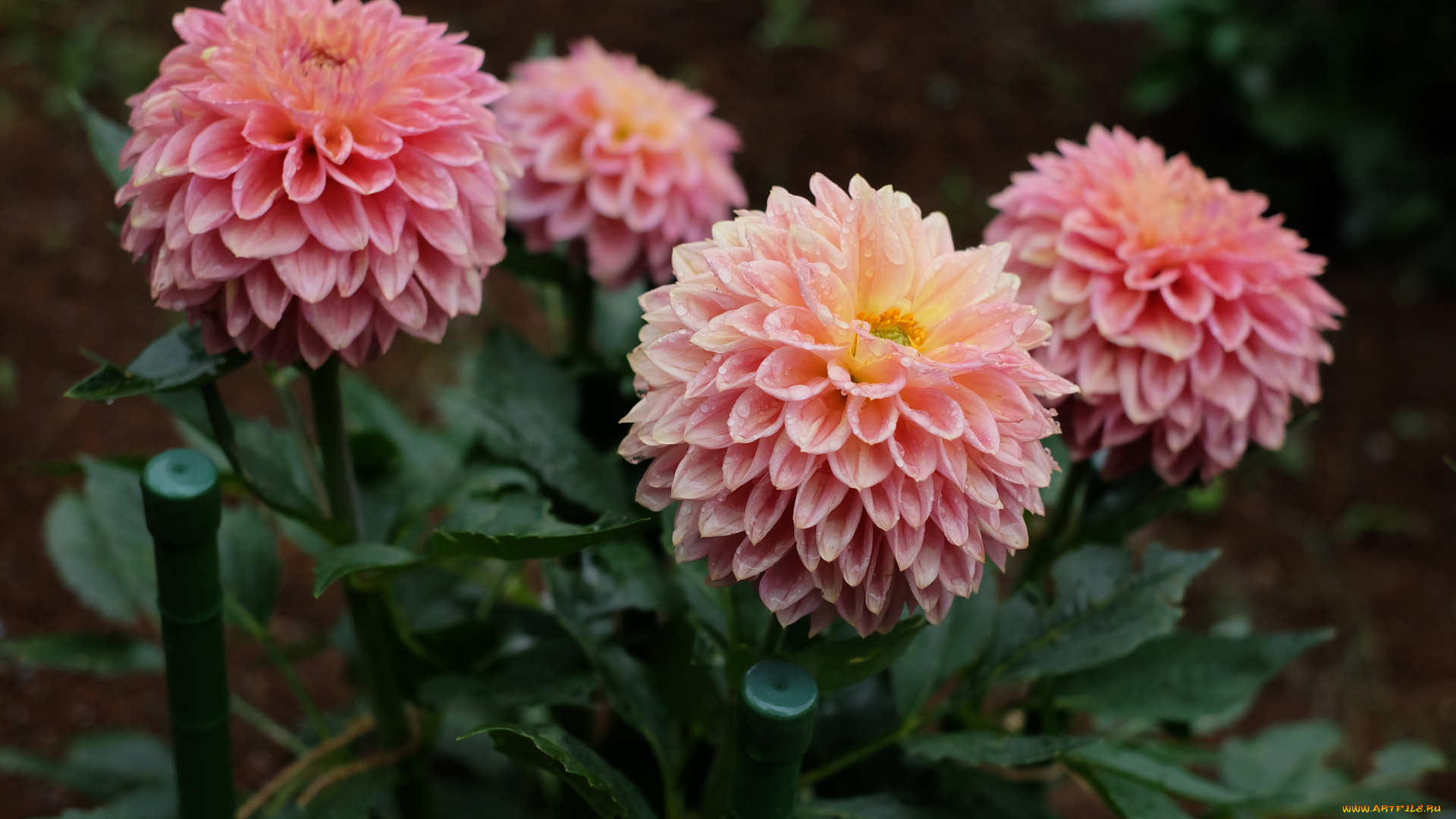 цветы, георгины, георгин, цветение, роса