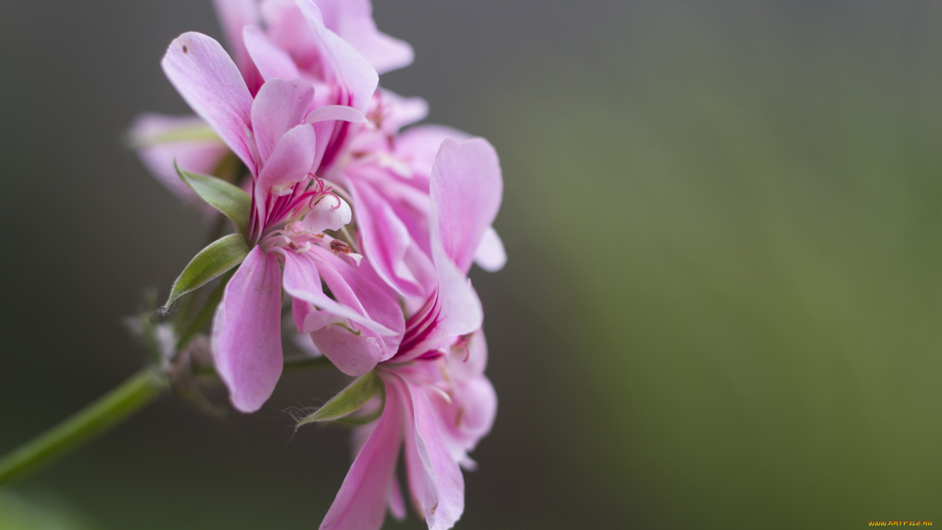 цветы, герань