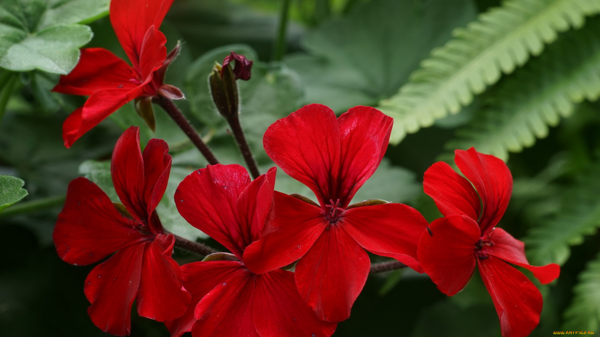 цветы, герань, красная, цветение