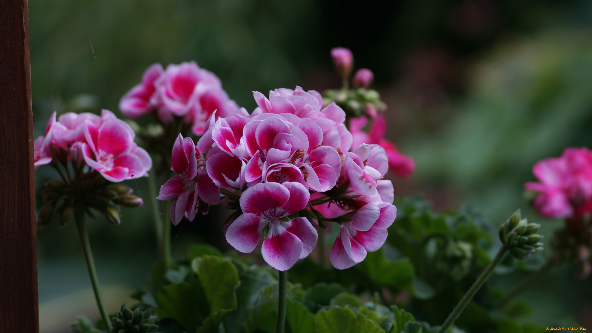 цветы, герань, листья