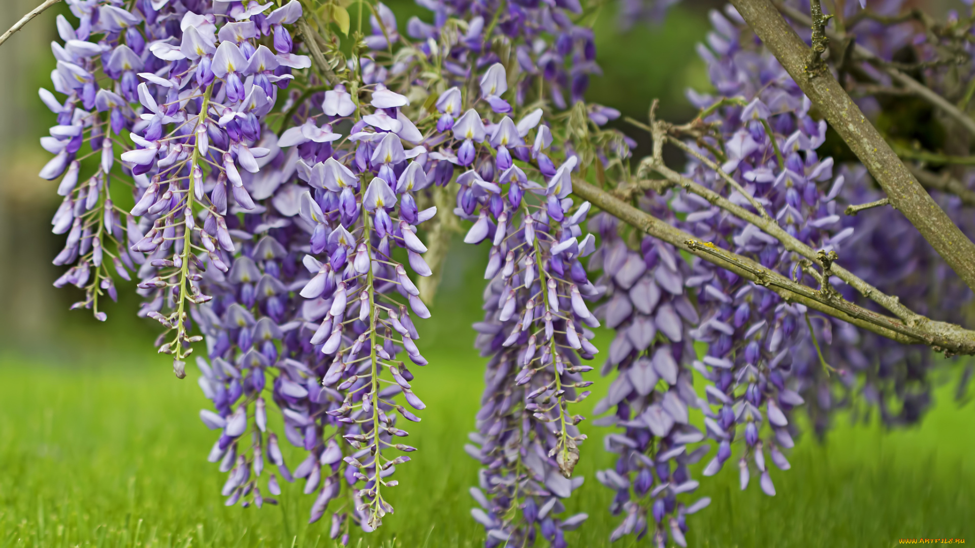 цветы, глициния, цветение