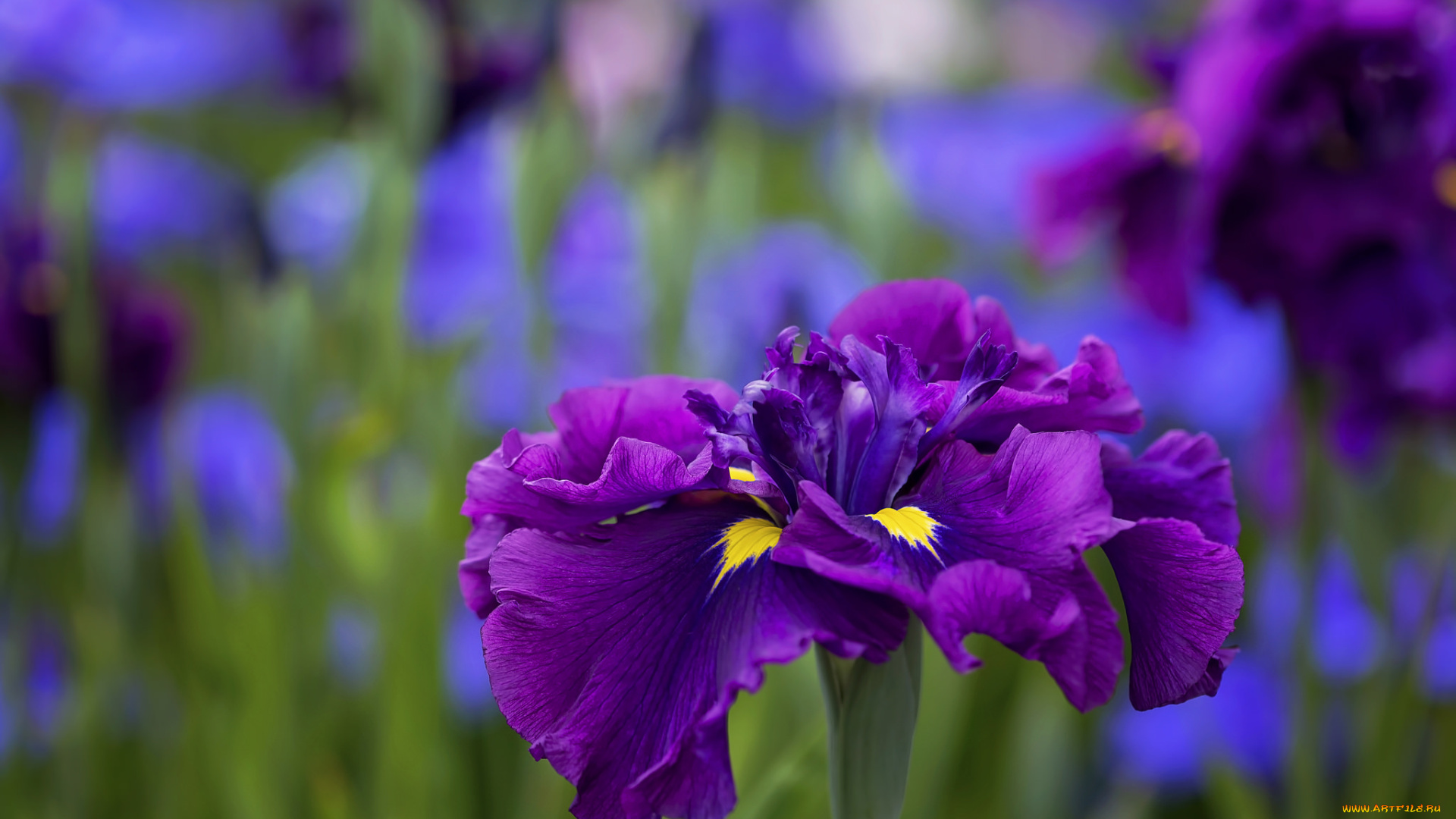 цветы, ирисы, цветение