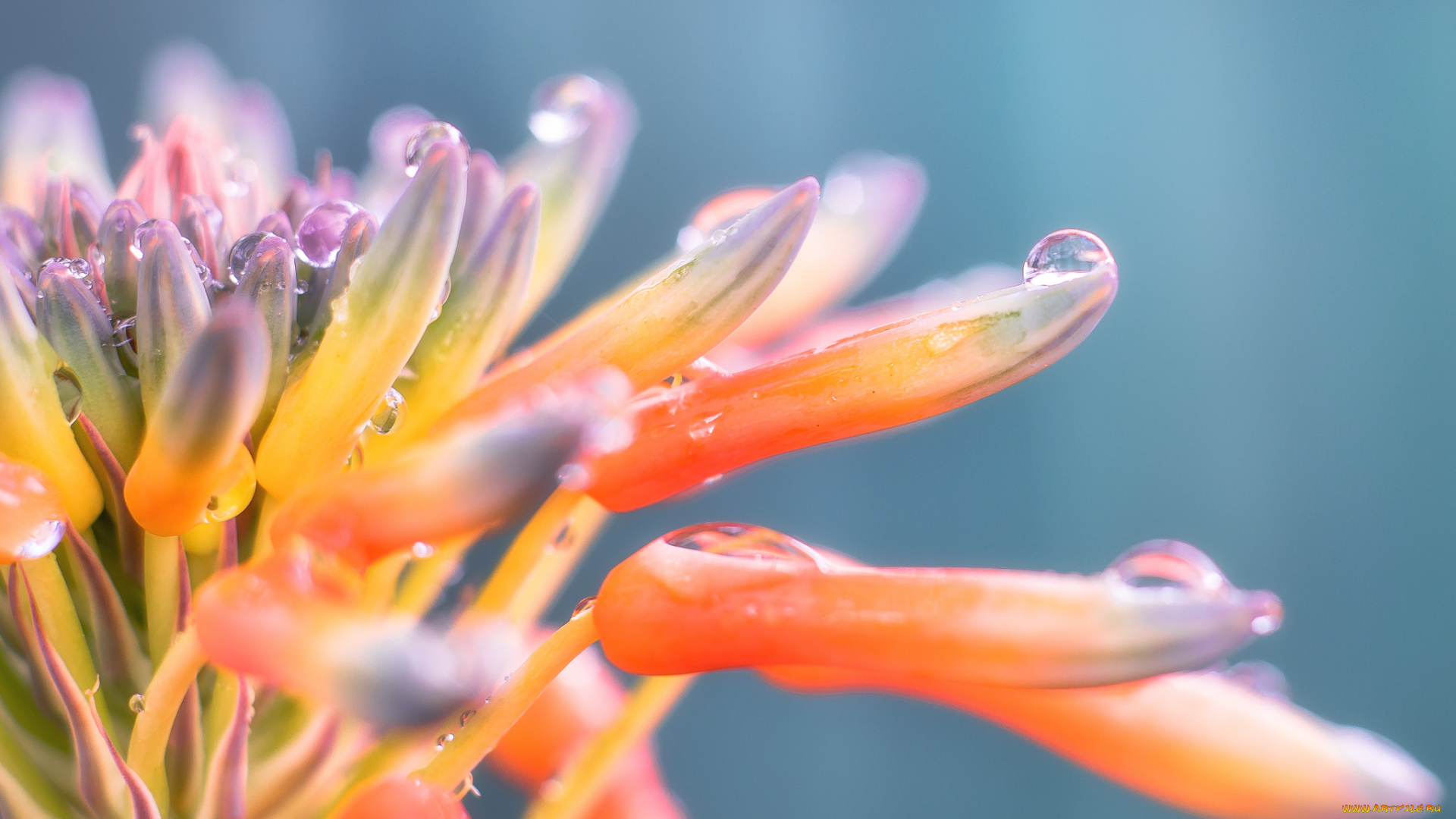 цветы, капли, роса, бутоны, макро