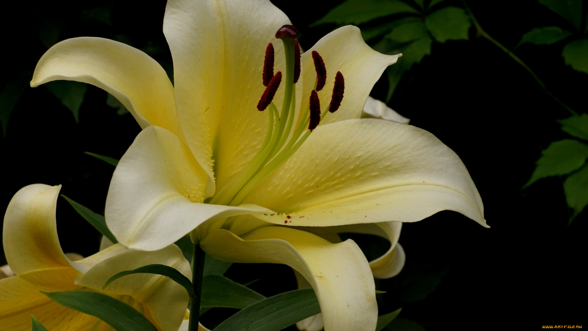 цветы, лилии, , лилейники, лилия, бутоны, цветение