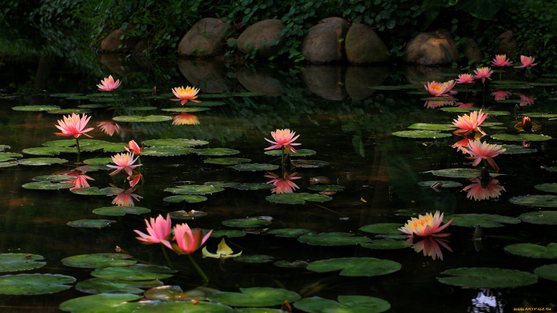 цветы, лилии, водяные, , нимфеи, , кувшинки, вода, листья, водяные, лилии