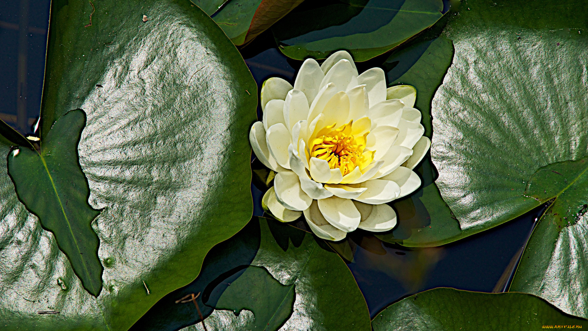 цветы, лилии, водяные, , нимфеи, , кувшинки, вода, листья, водяная, лилия