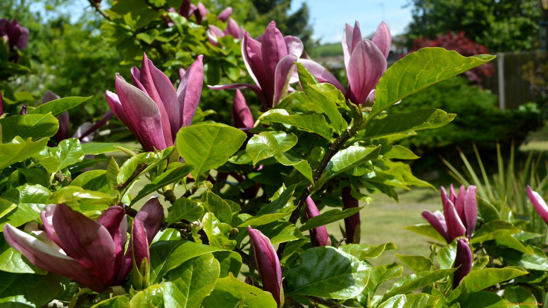 цветы, магнолии, магнолия, бутоны, цветение