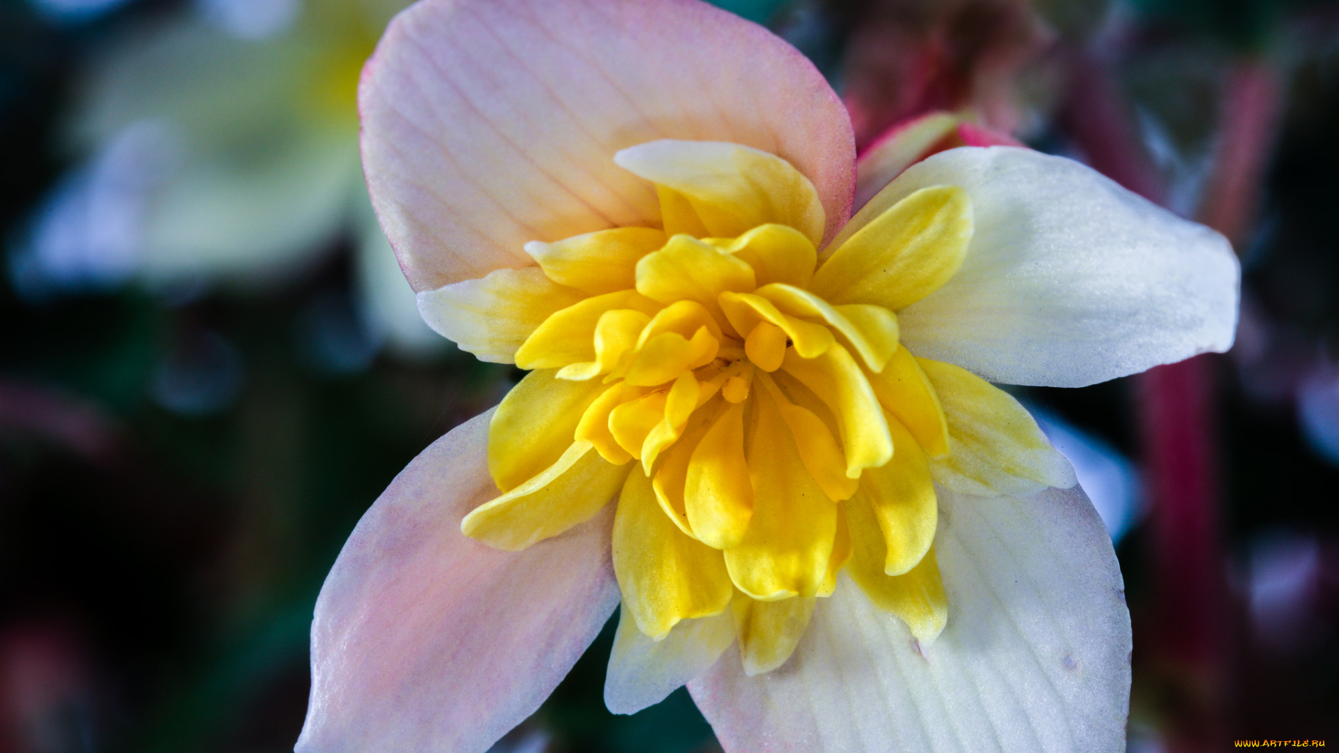 цветы, мясистый, бело-жёлтый, цветок