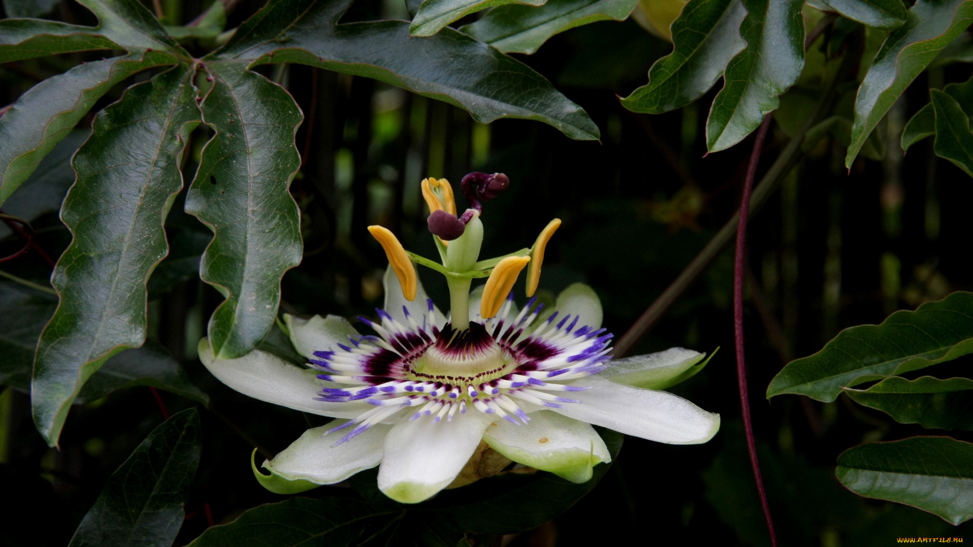 цветы, пассифлора, passiflora, цветение