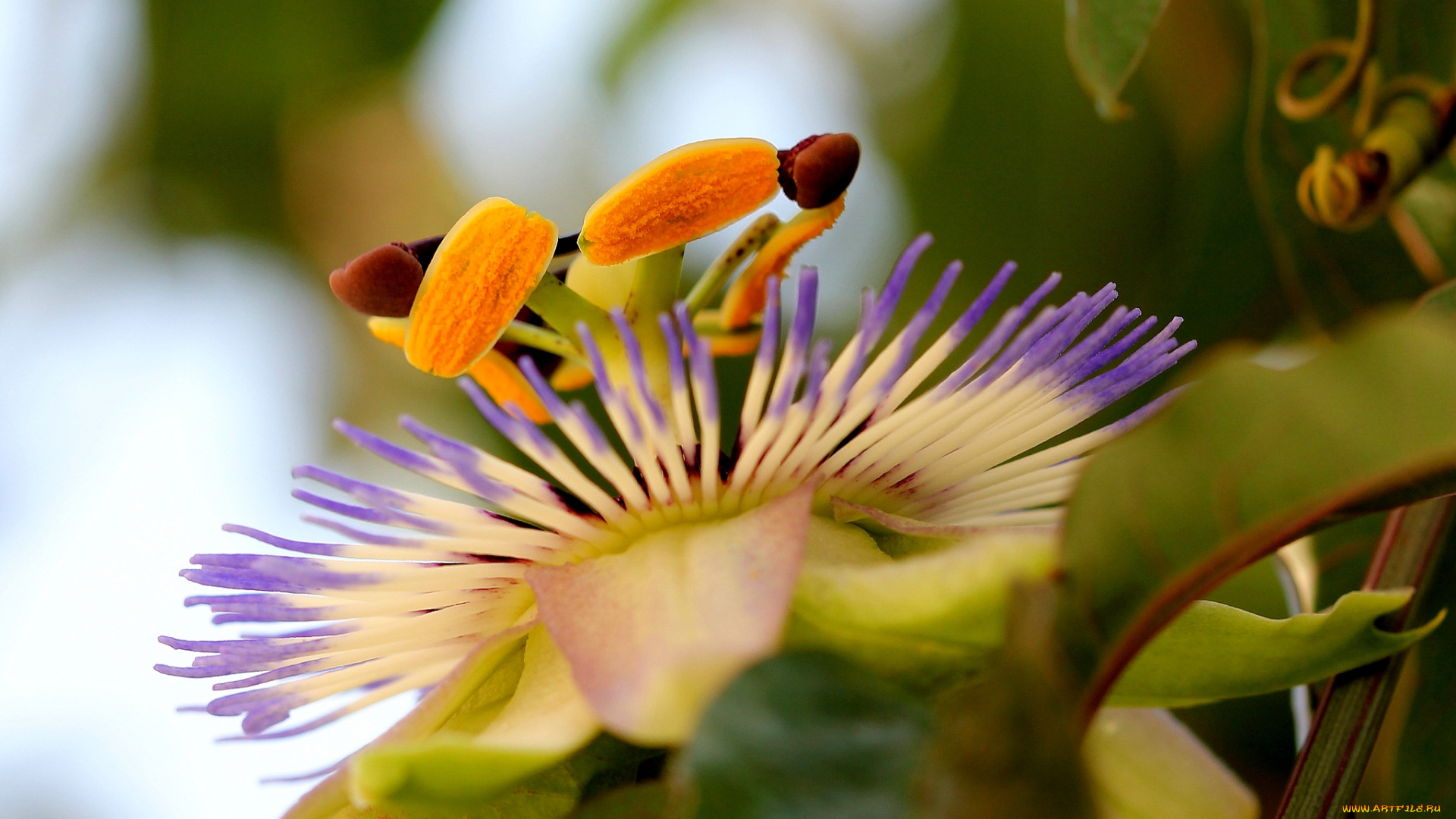 цветы, пассифлора, passiflora, цветение