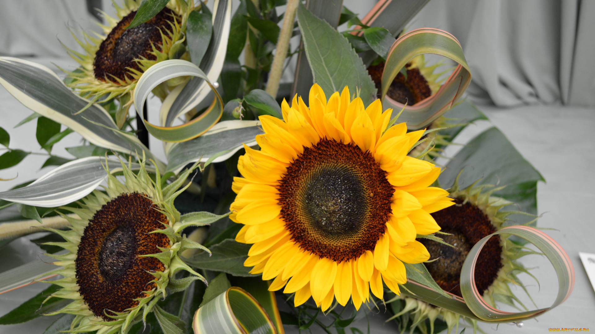 цветы, подсолнухи, букет, sunflower, flowers, bouquet, подсолнух